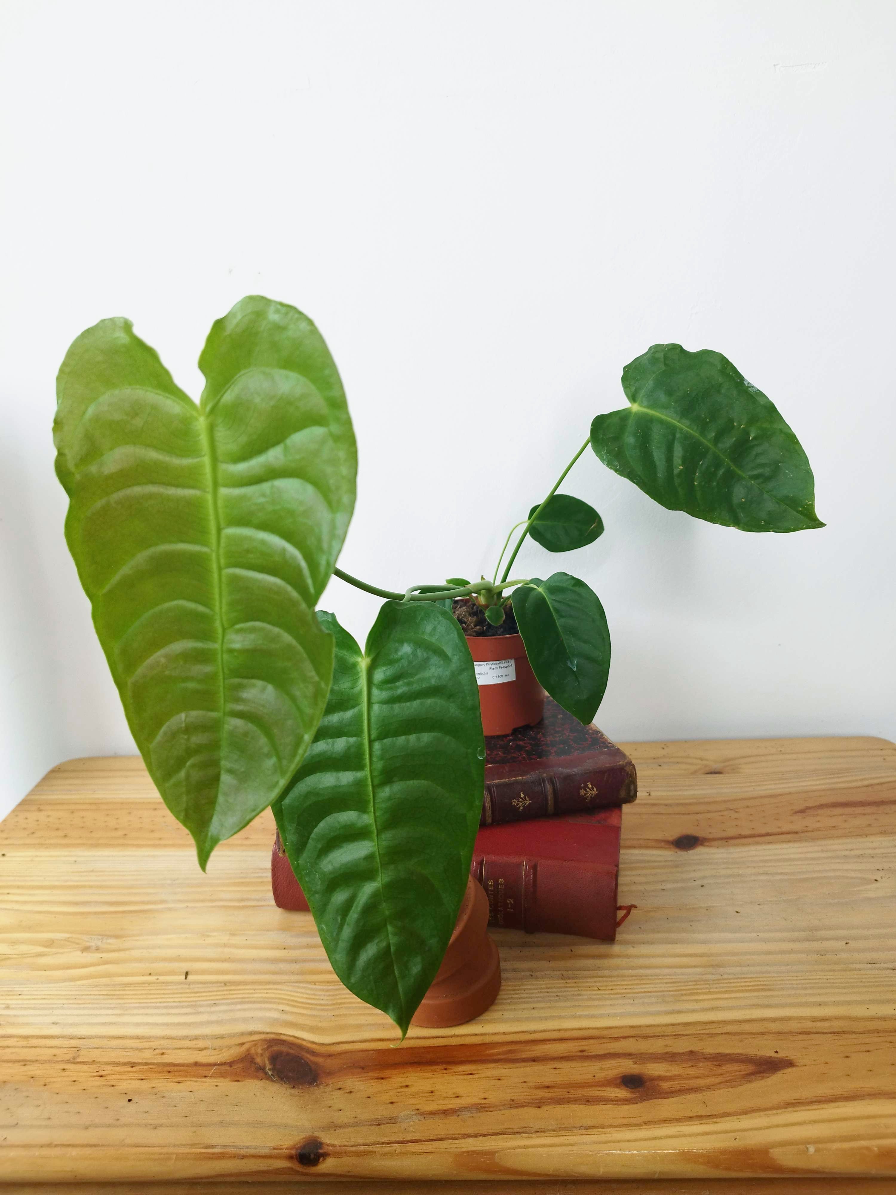 Anthurium veitchii