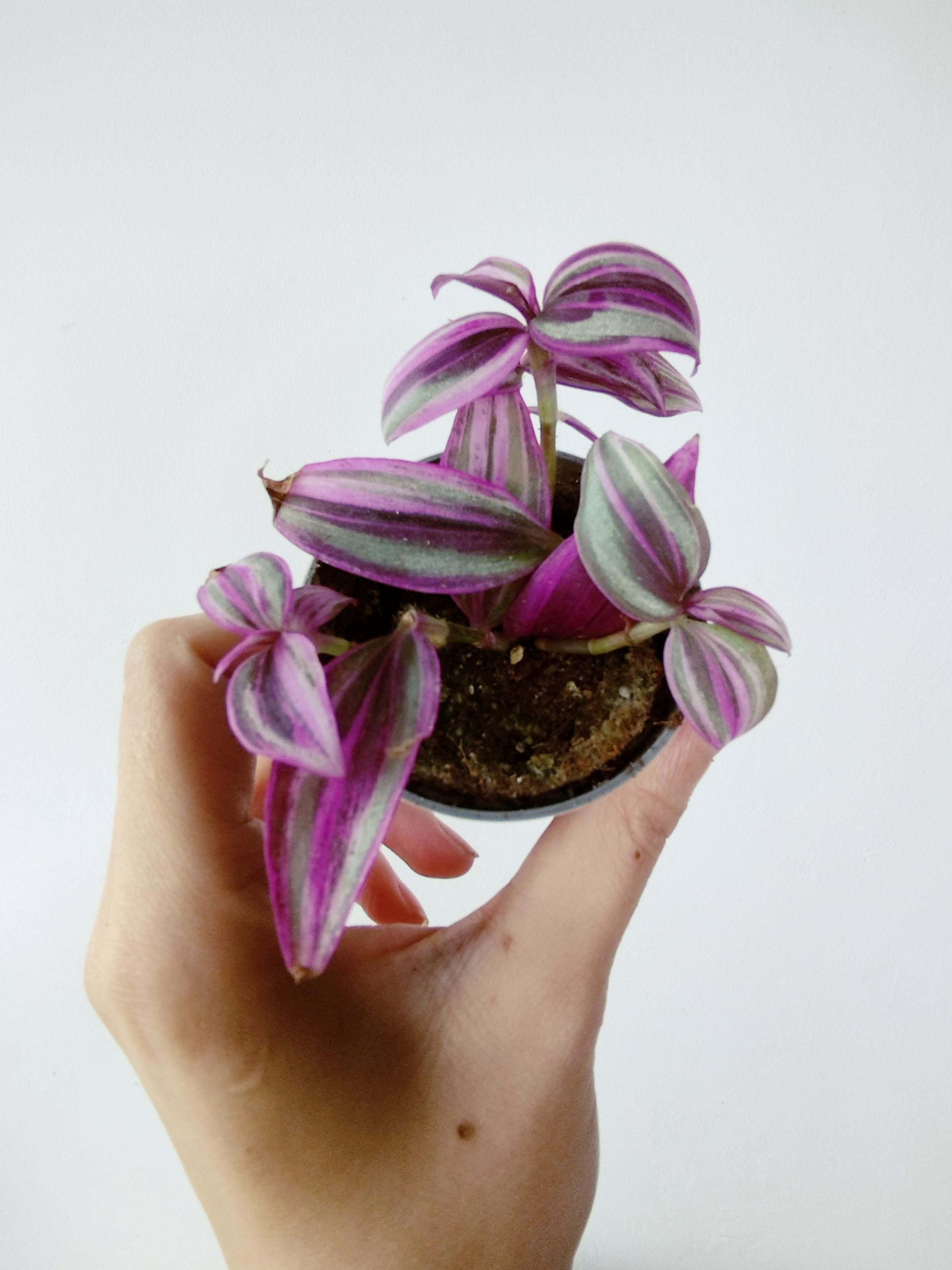 Tradescantia zebrina 'Pink Paradise'