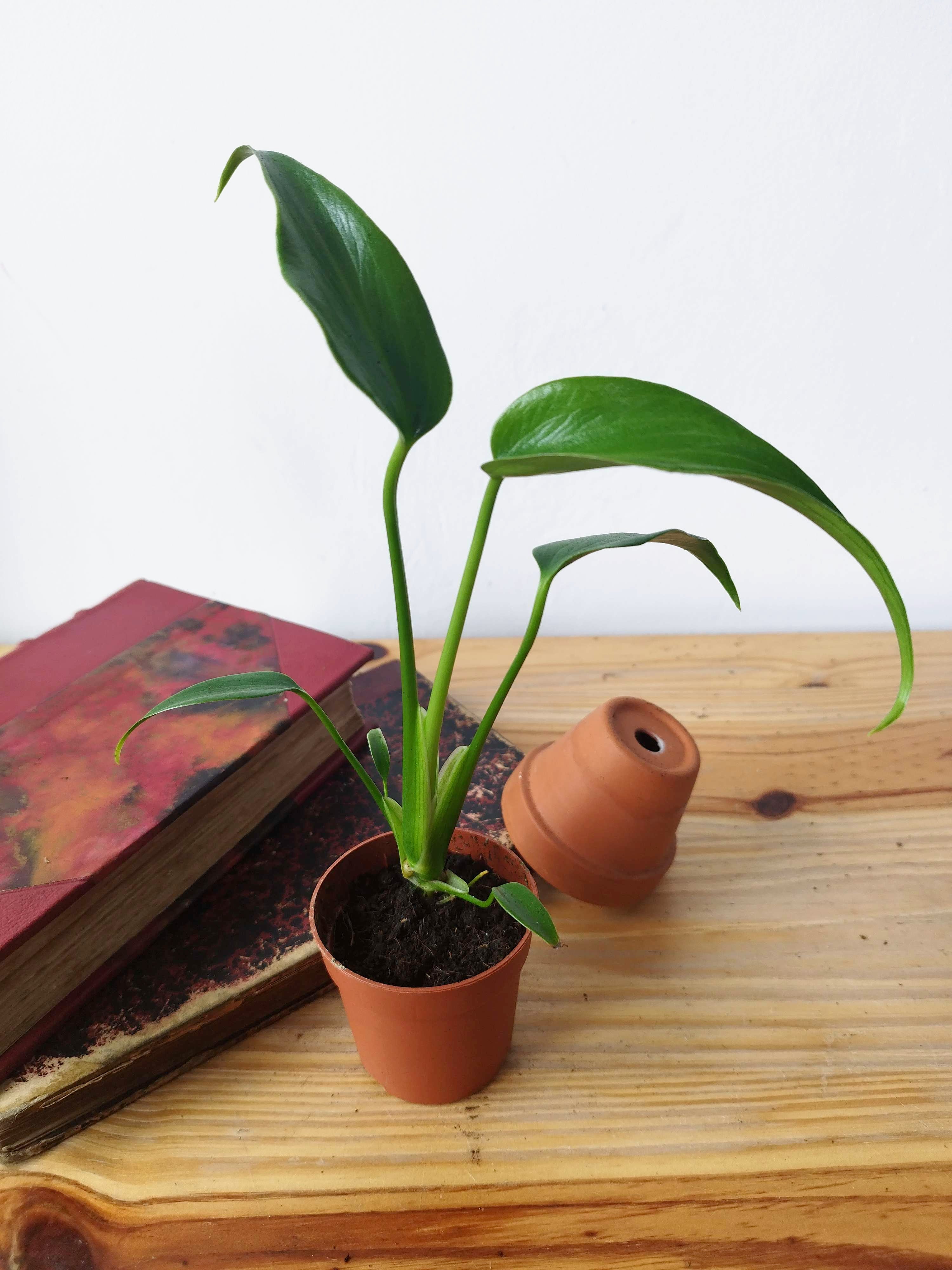 Monstera 'Burle Marx Flame'