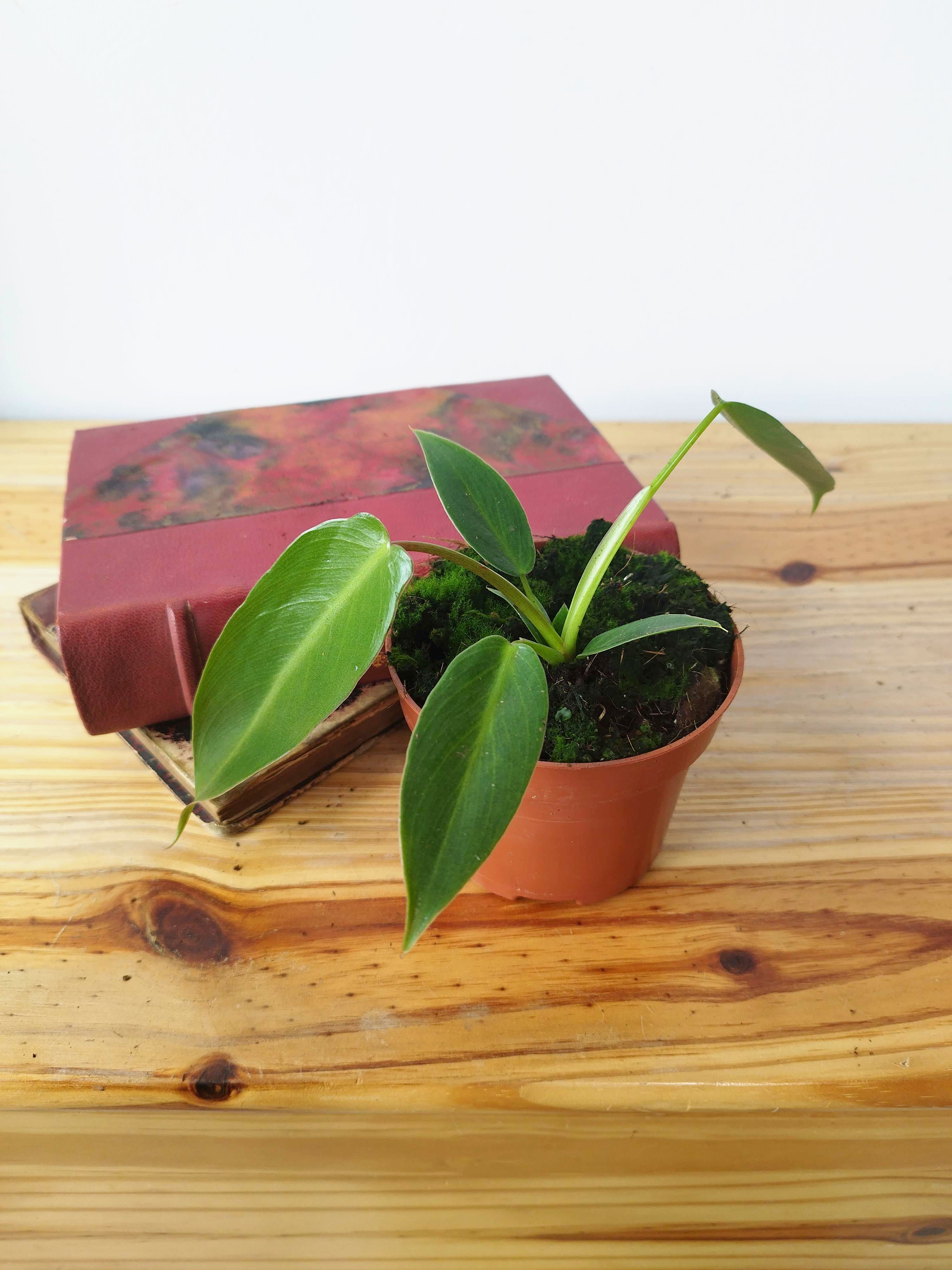 Philodendron spiritus-sancti
