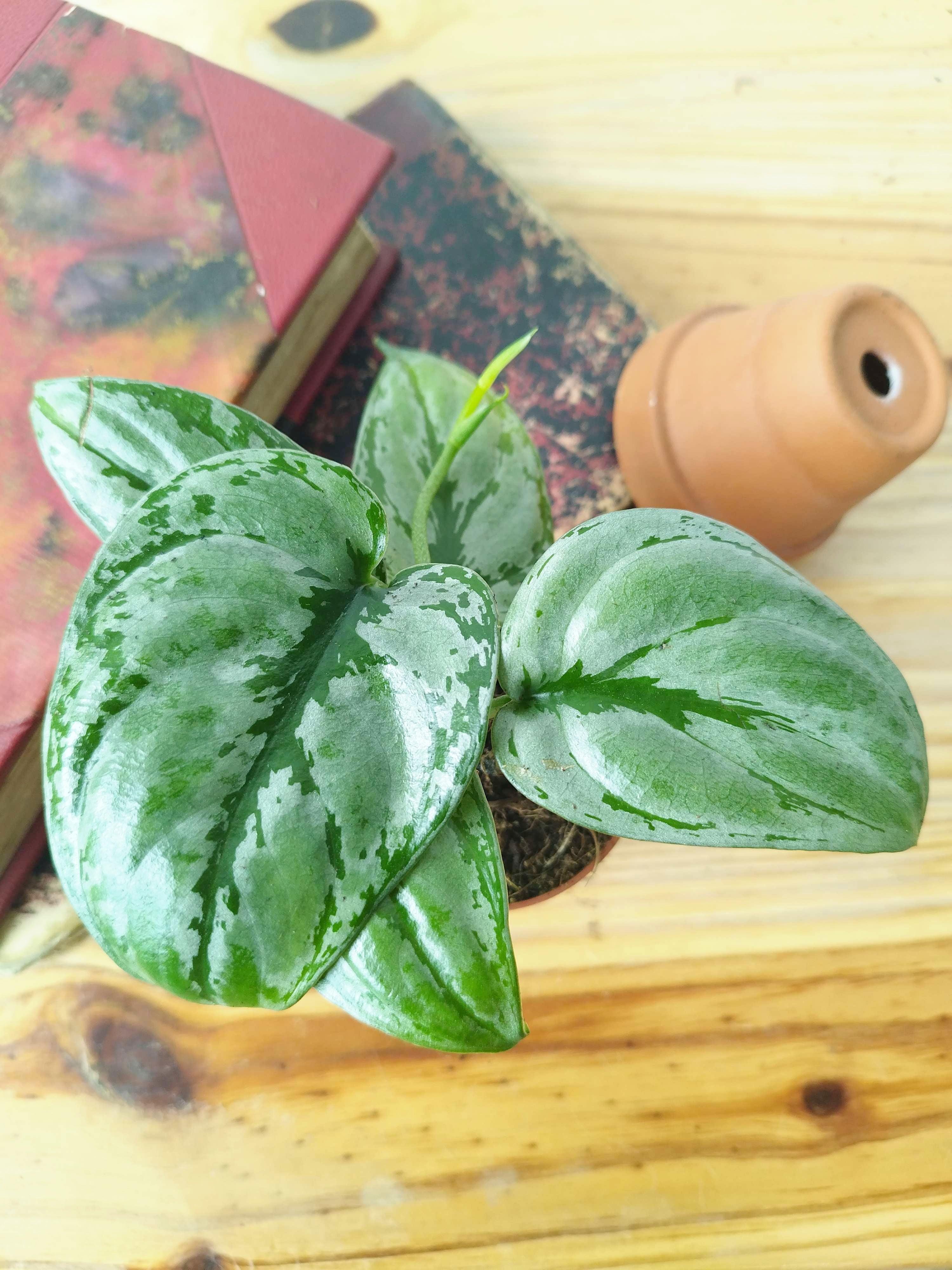 Scindapsus sp Kalimantan