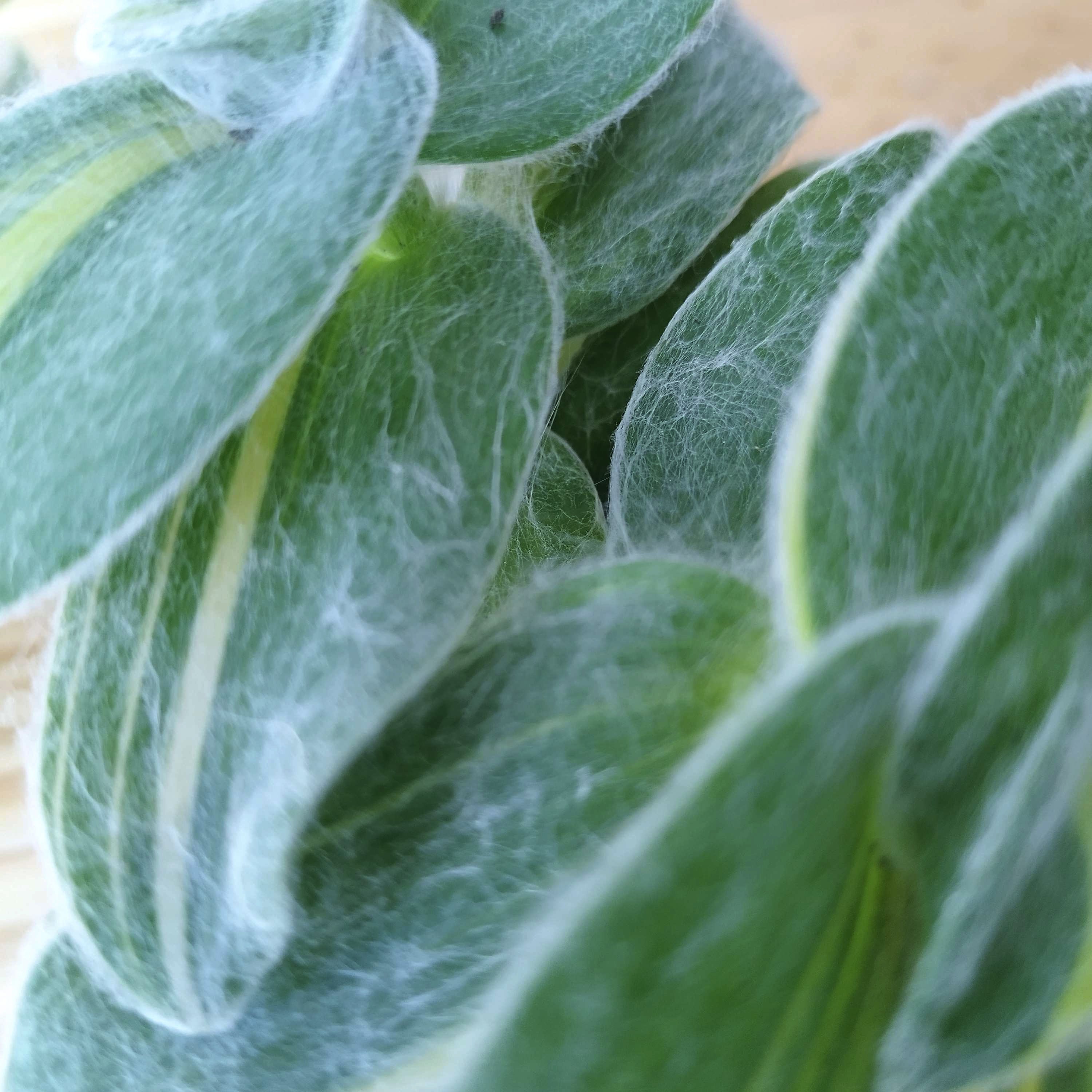 Tradescantia sillamontana 'Gold Stripes'