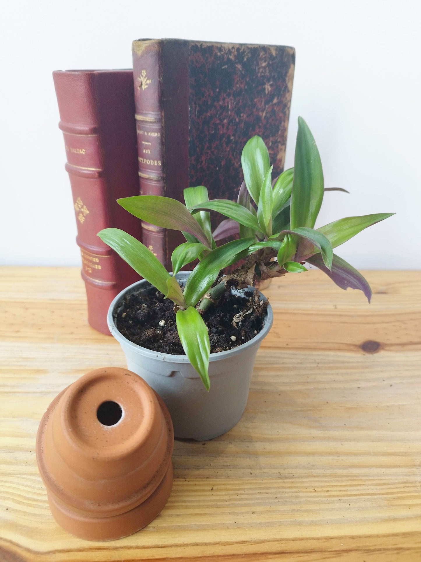 Tradescantia spathacea