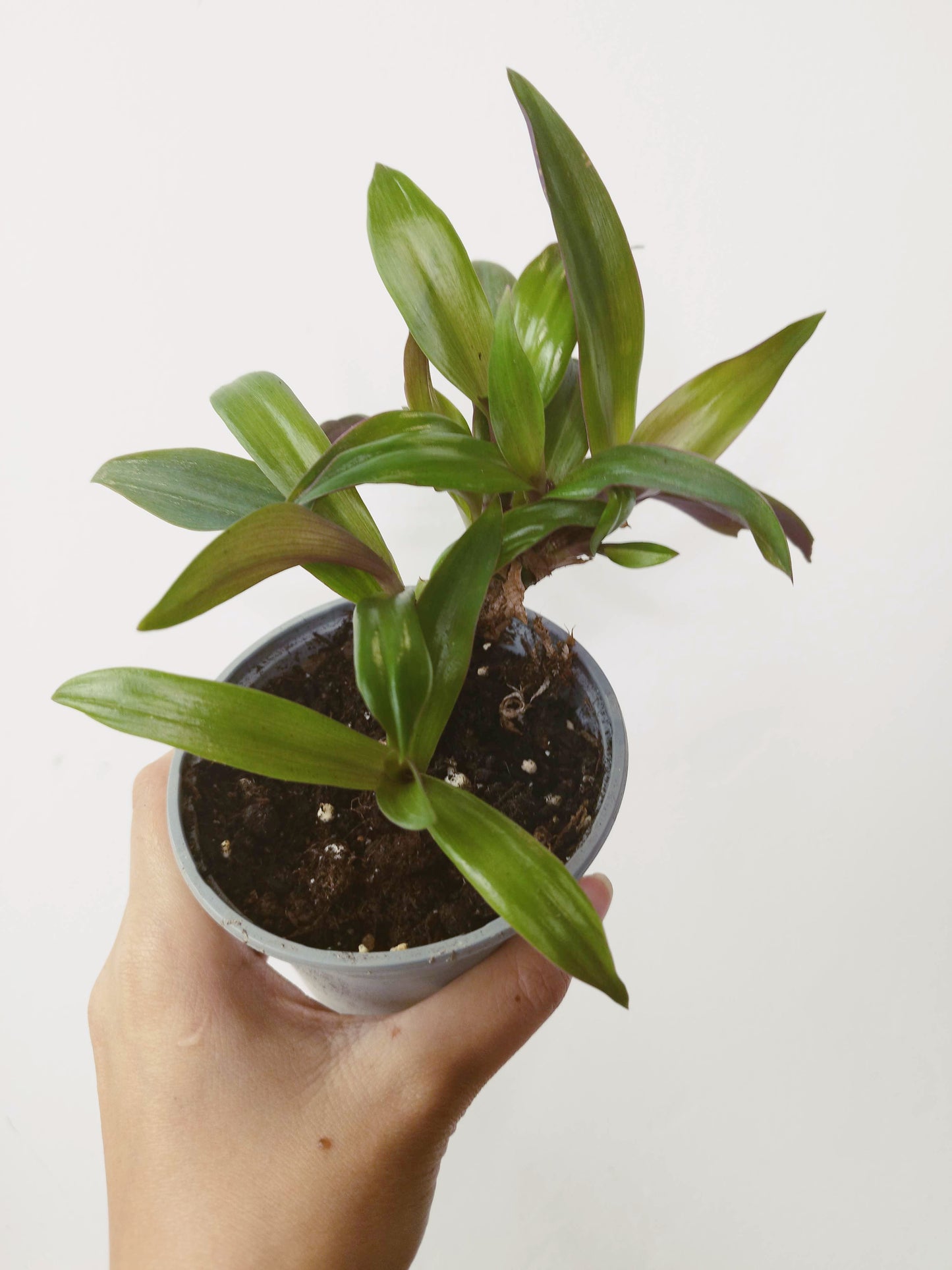 Tradescantia spathacea