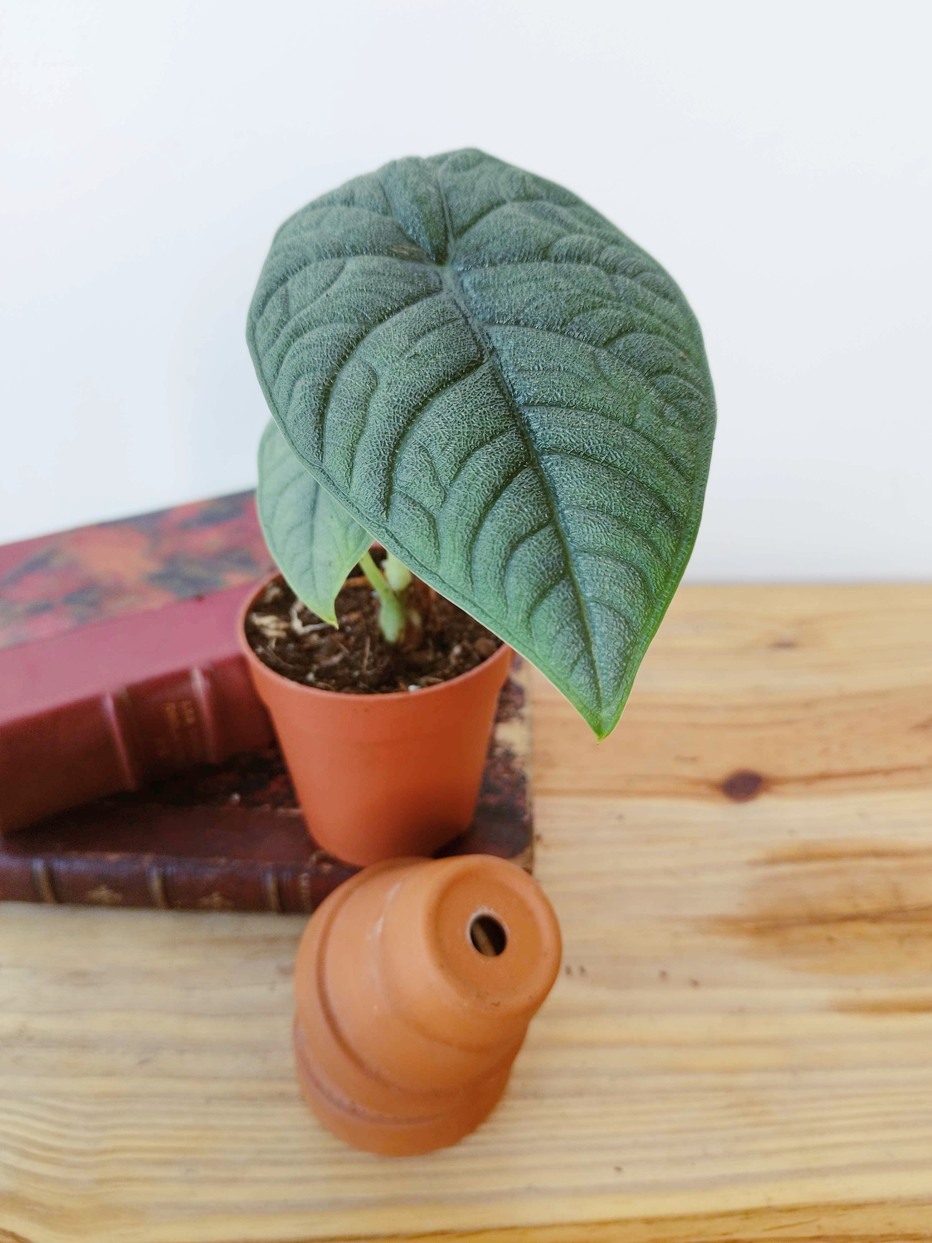 Alocasia melo