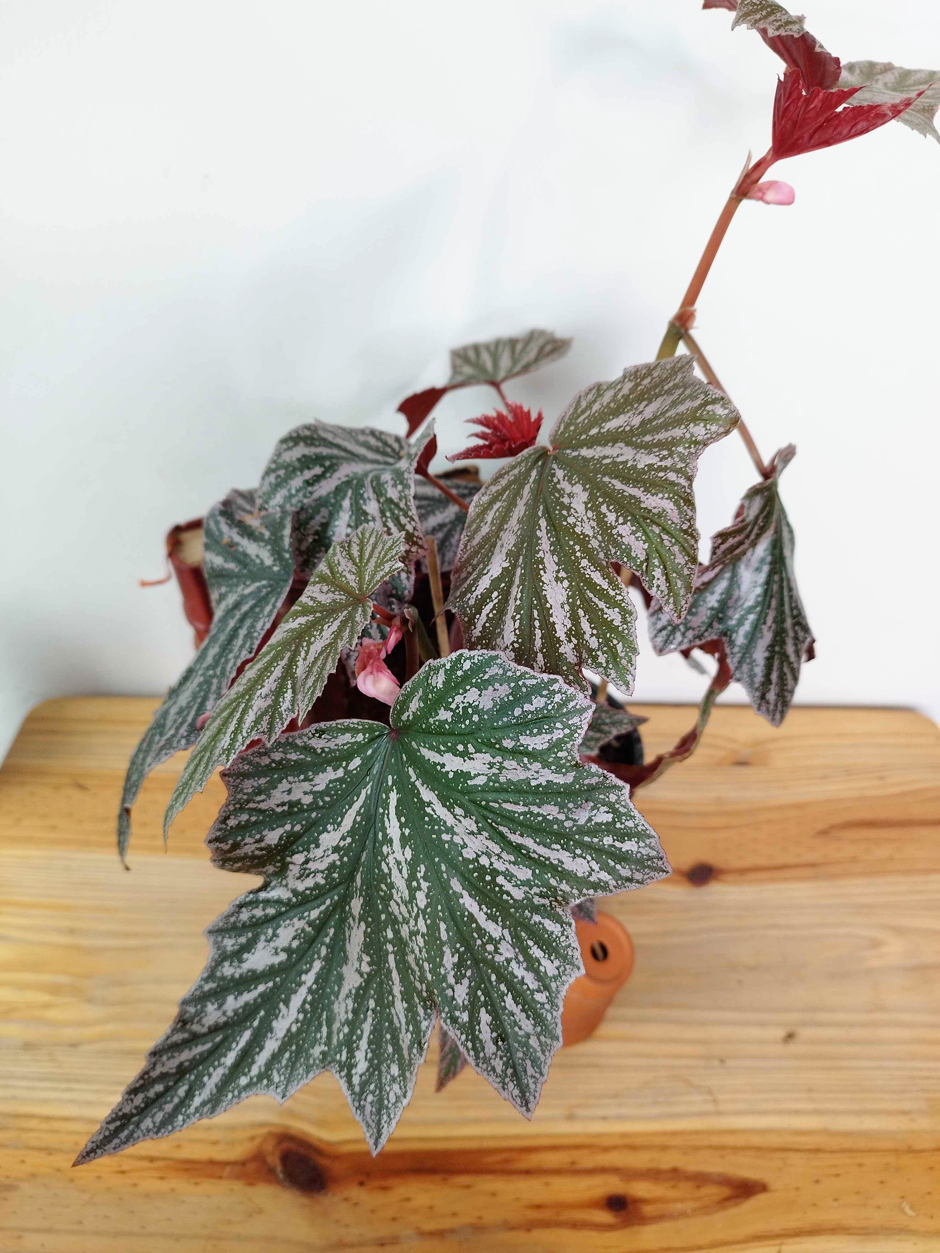 Begonia 'Pink Minx'