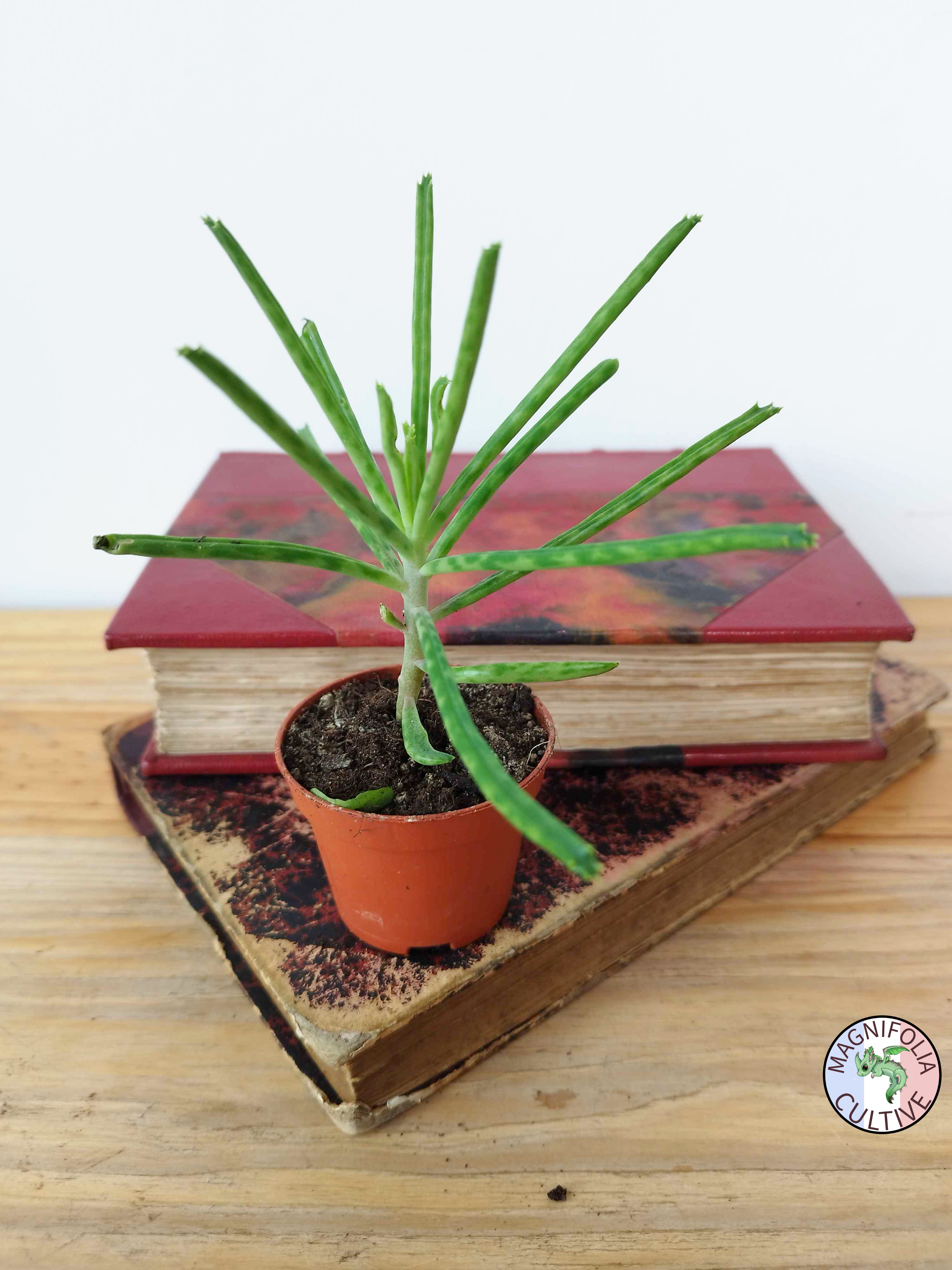Kalanchoe delagoensis