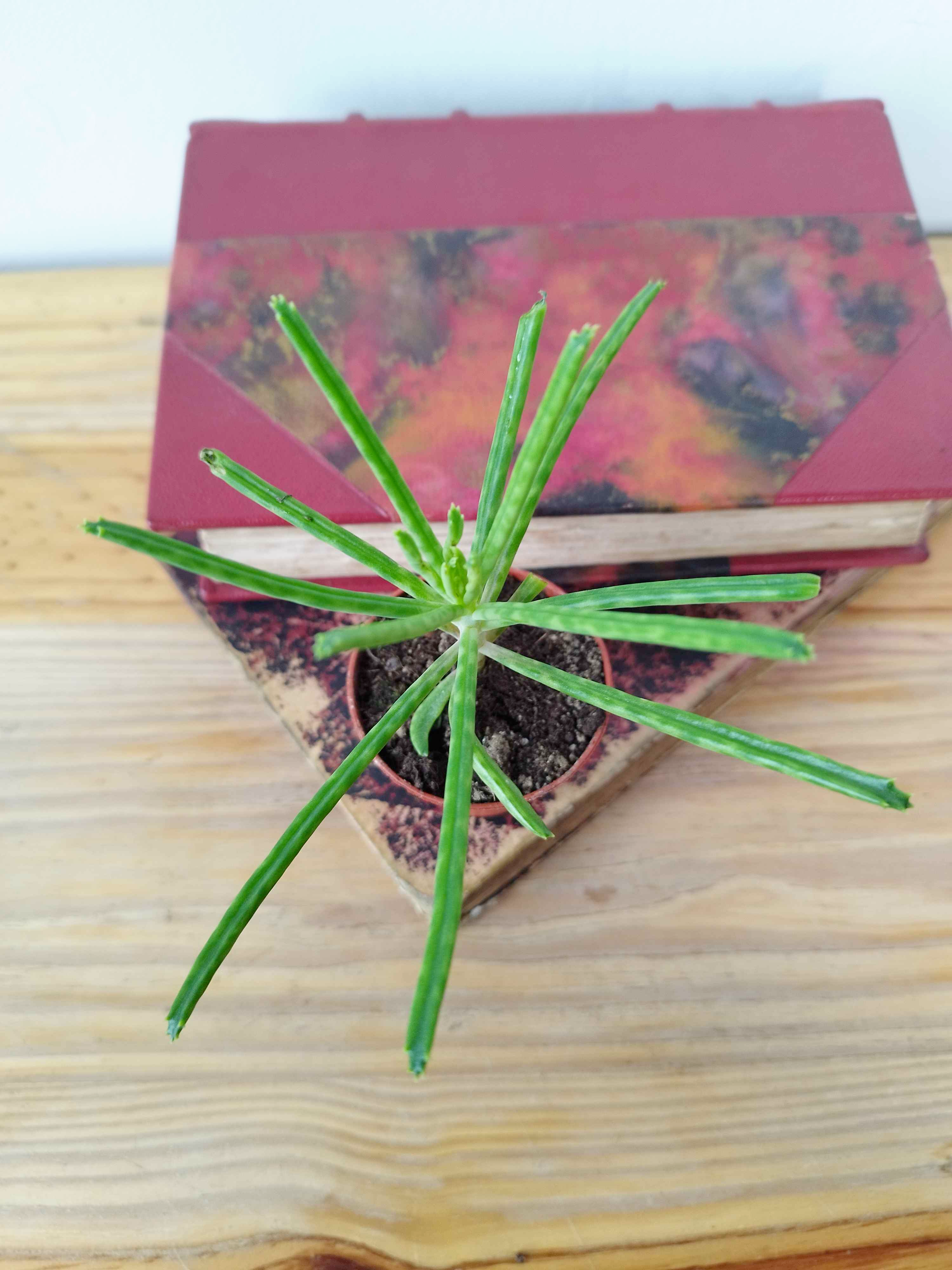 Kalanchoe delagoensis