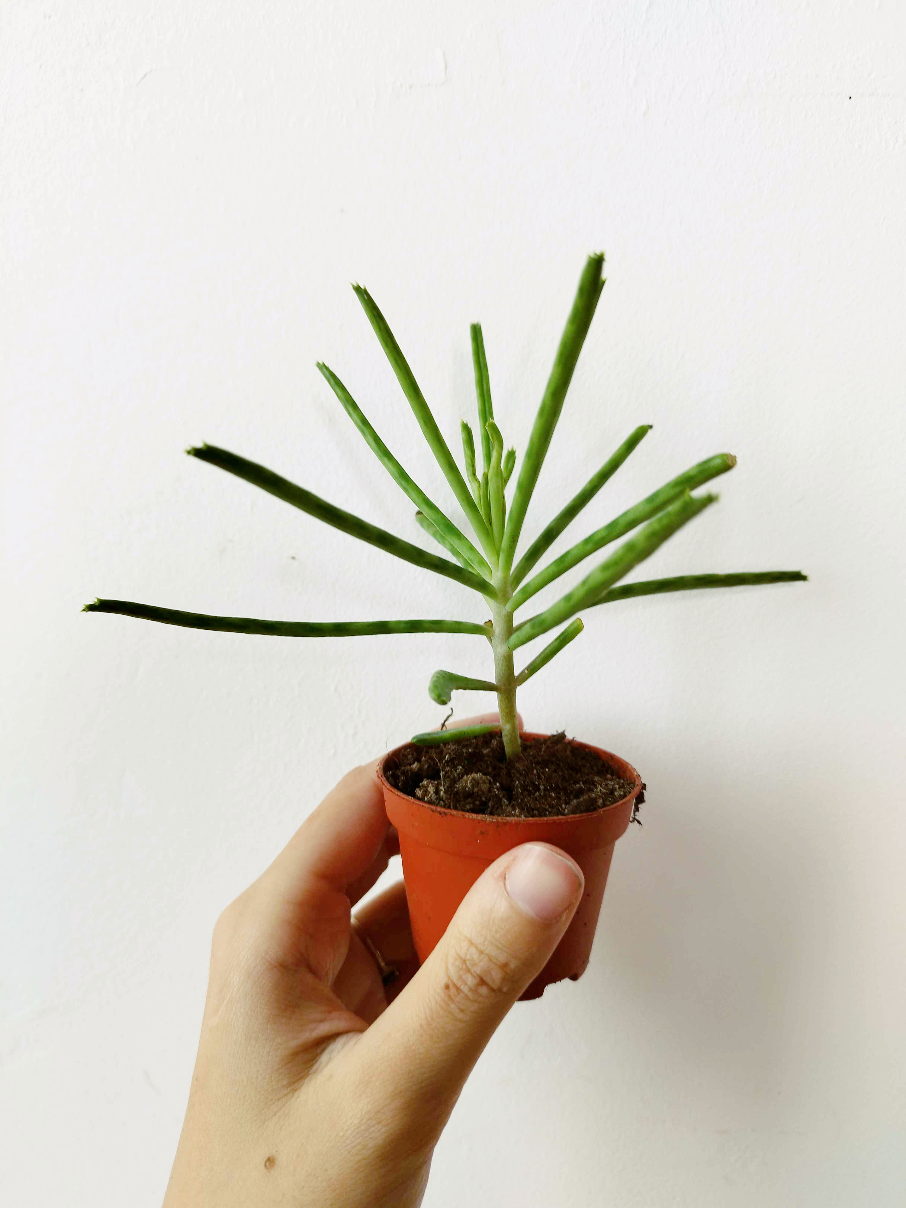 Kalanchoe delagoensis