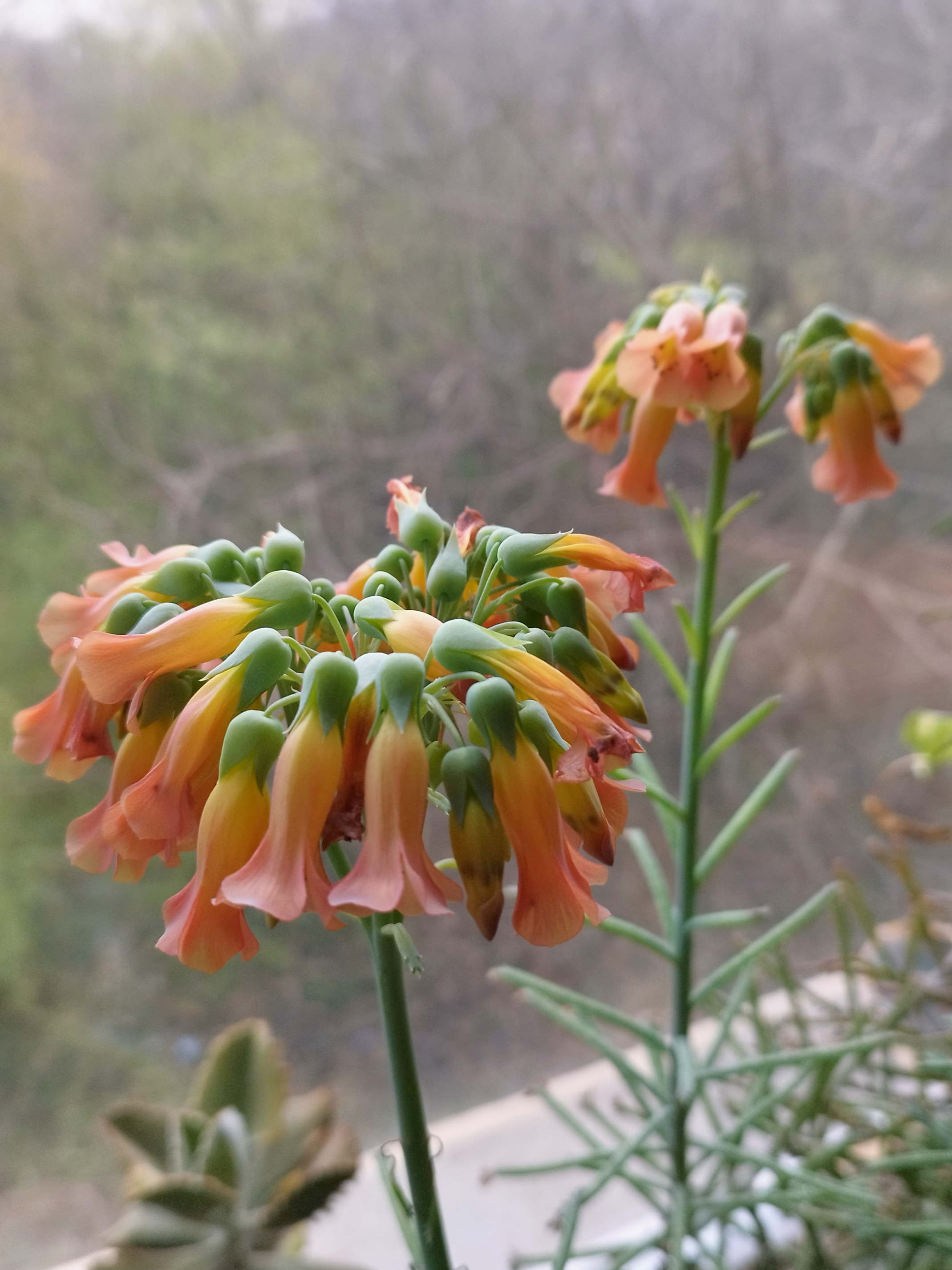 Kalanchoe delagoensis
