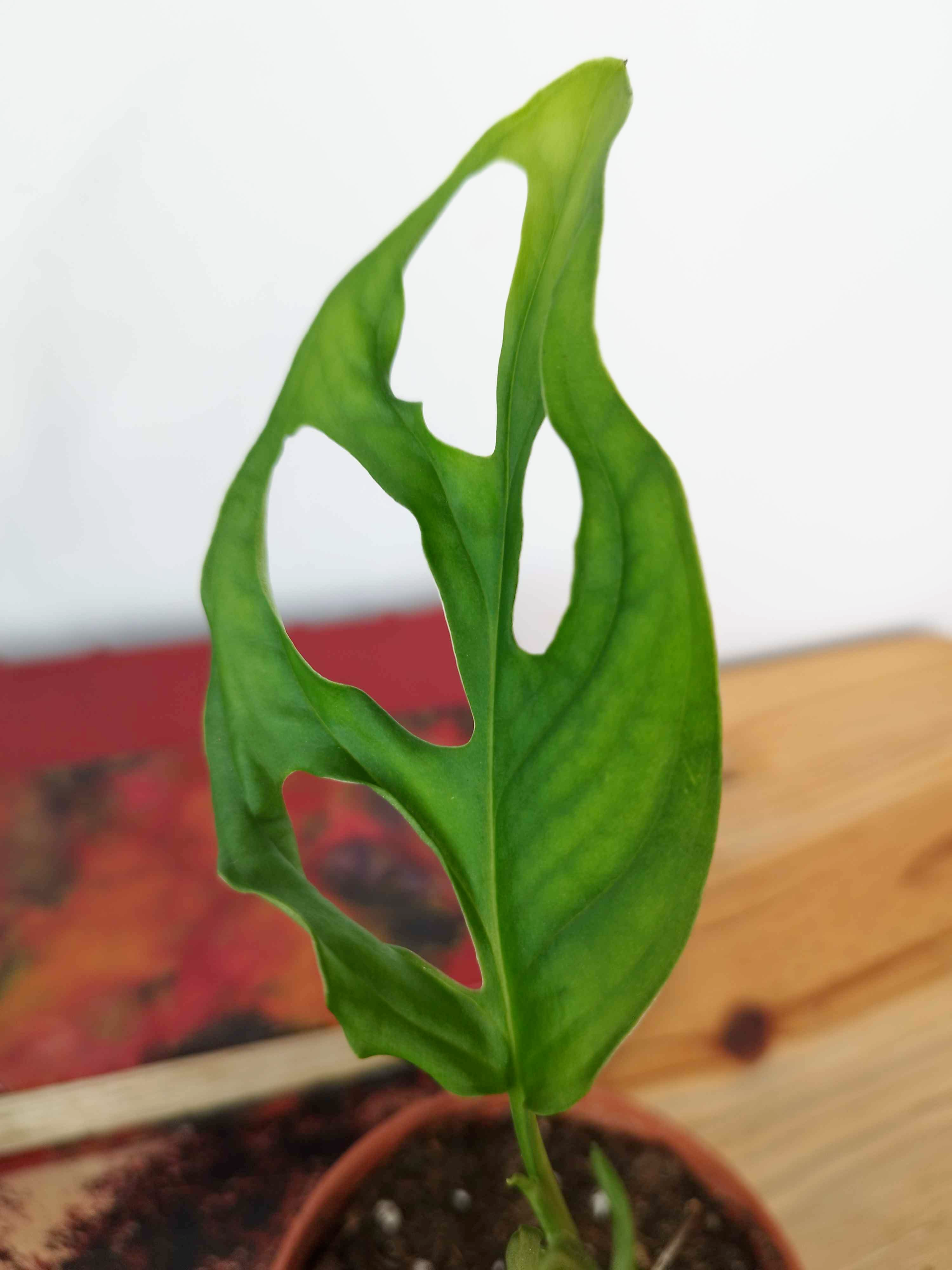 Monstera cf obliqua 'Cenepa'