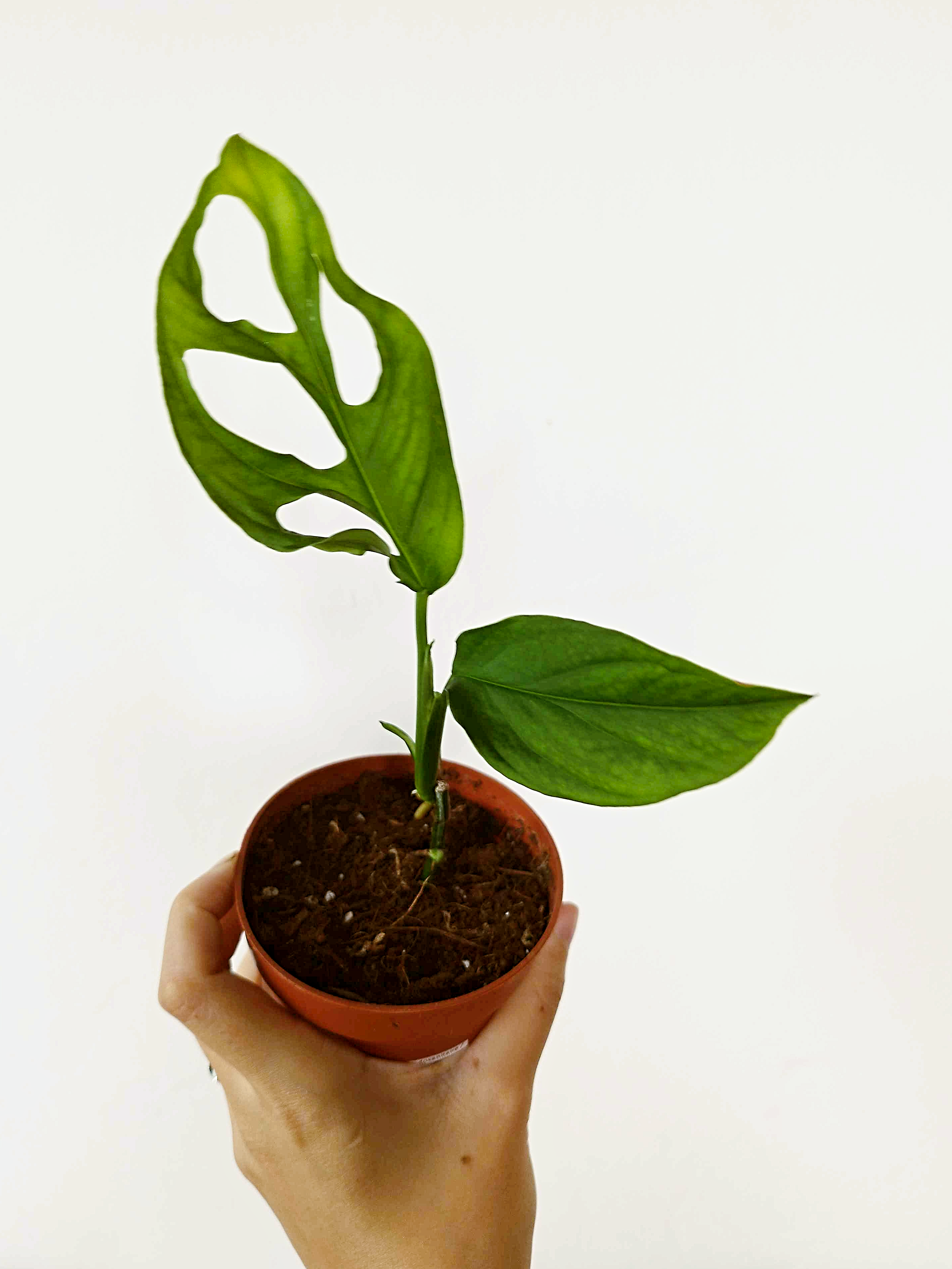 Monstera cf obliqua 'Cenepa'