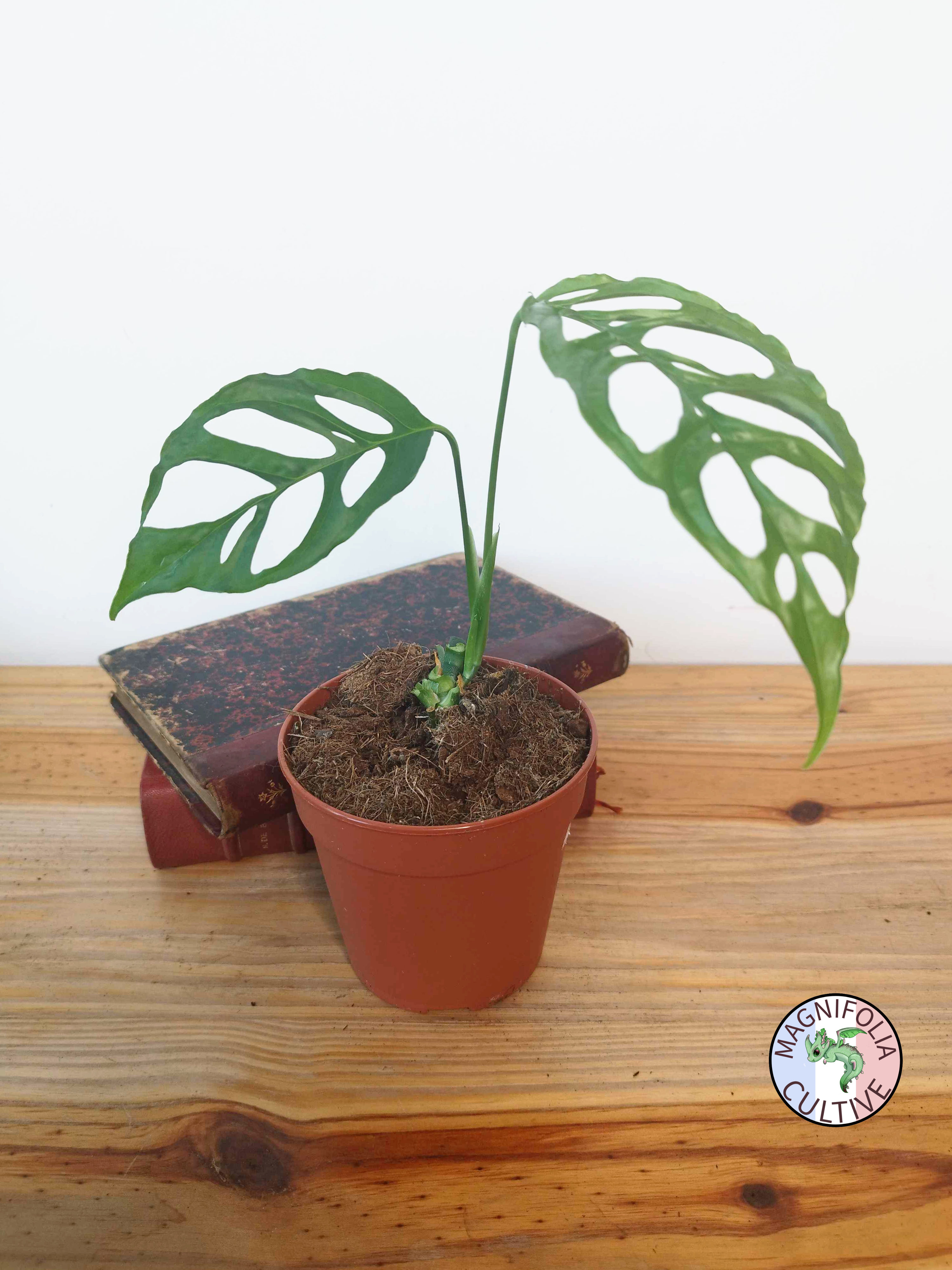 Monstera obliqua 'Peru'