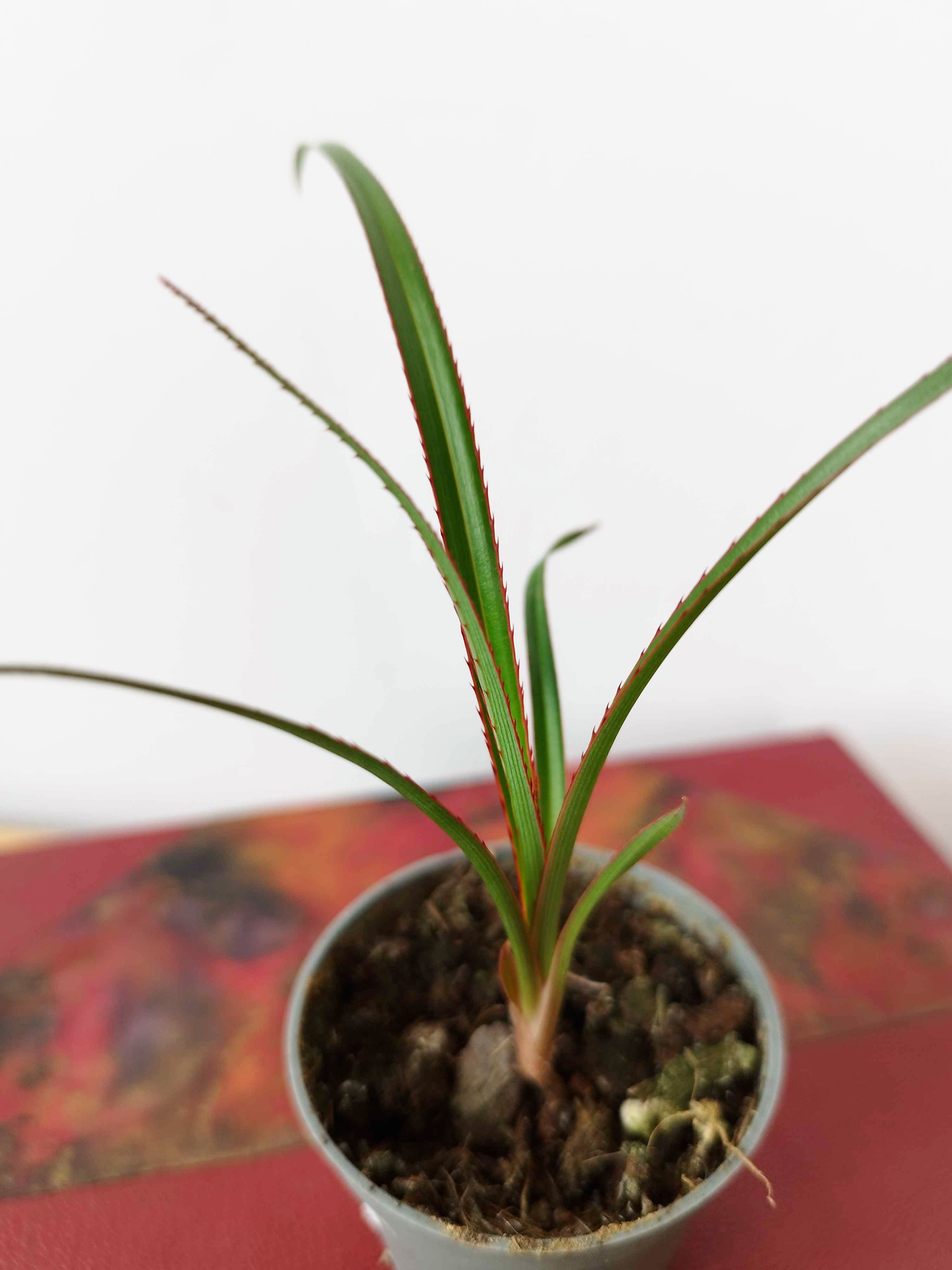 Pandanus utilis