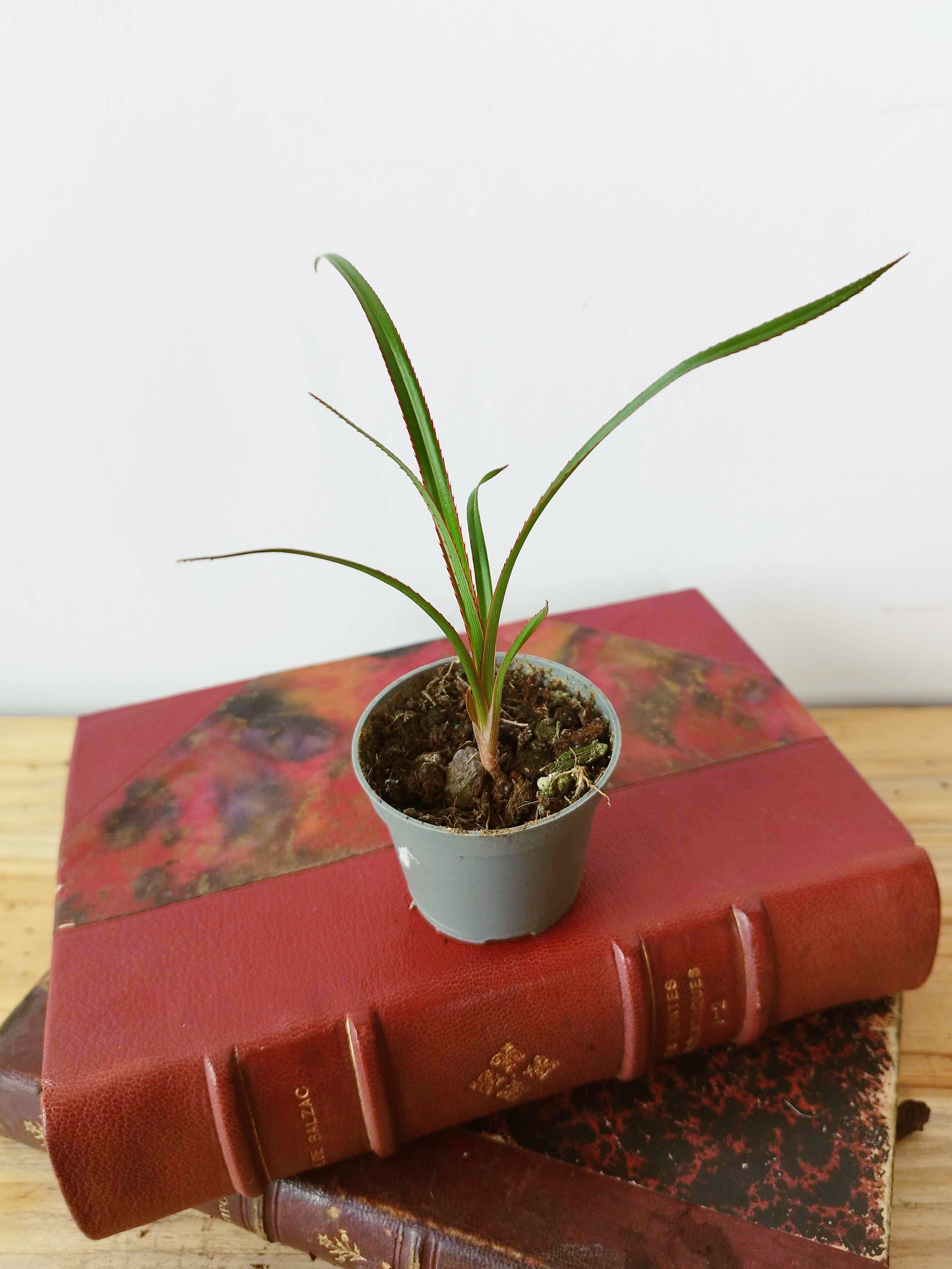 Pandanus utilis