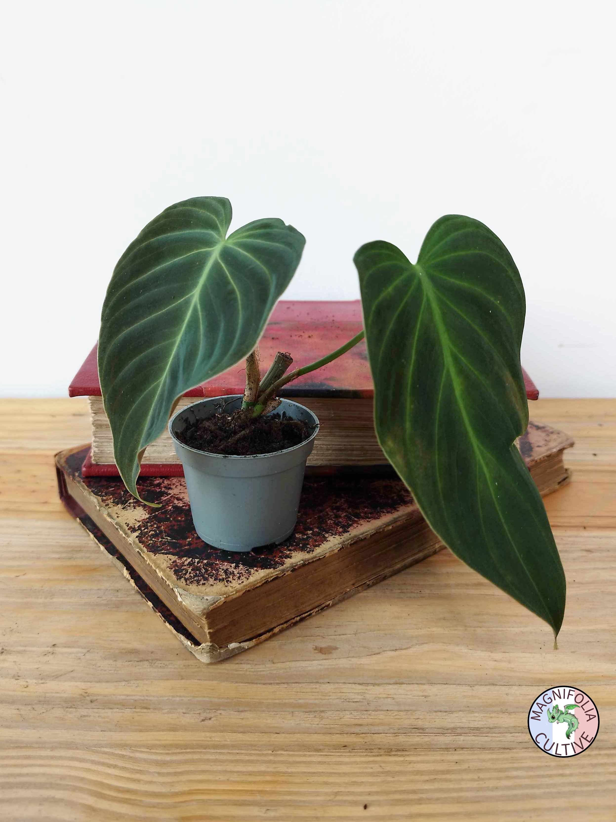 Philodendron Splendid