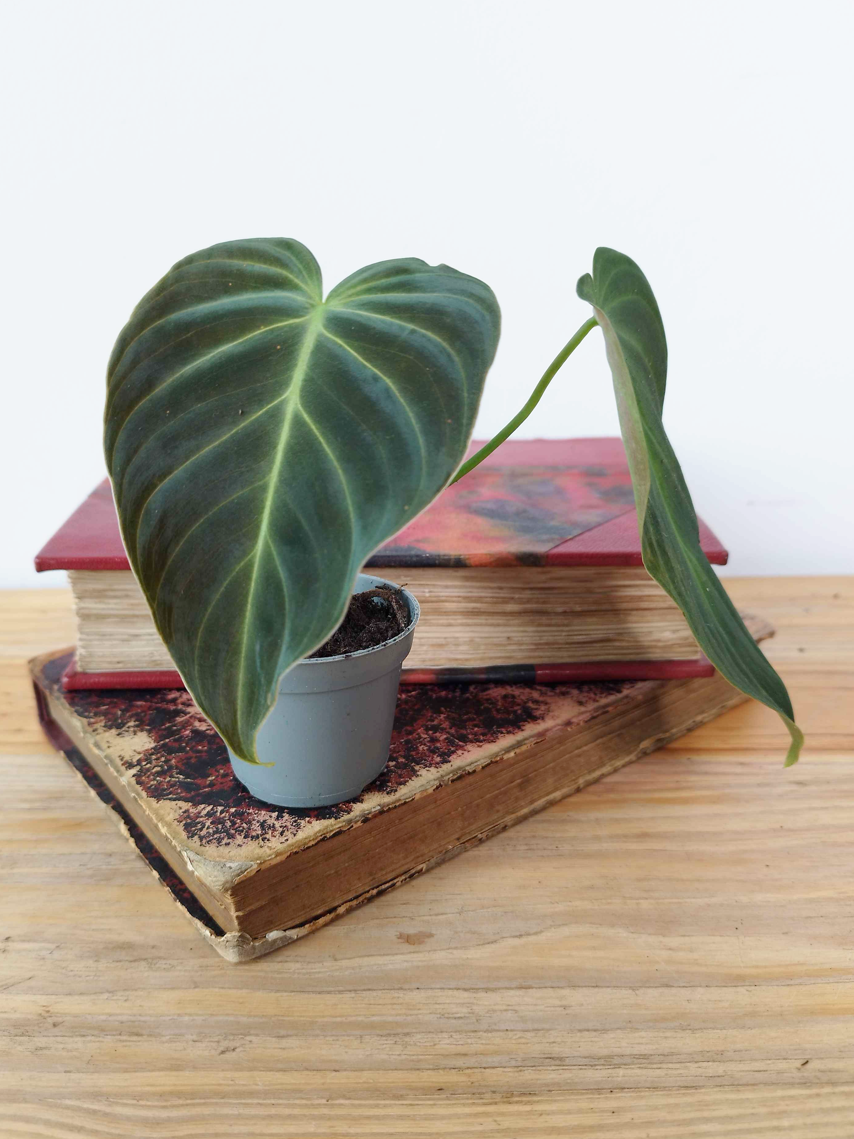 Philodendron Splendid