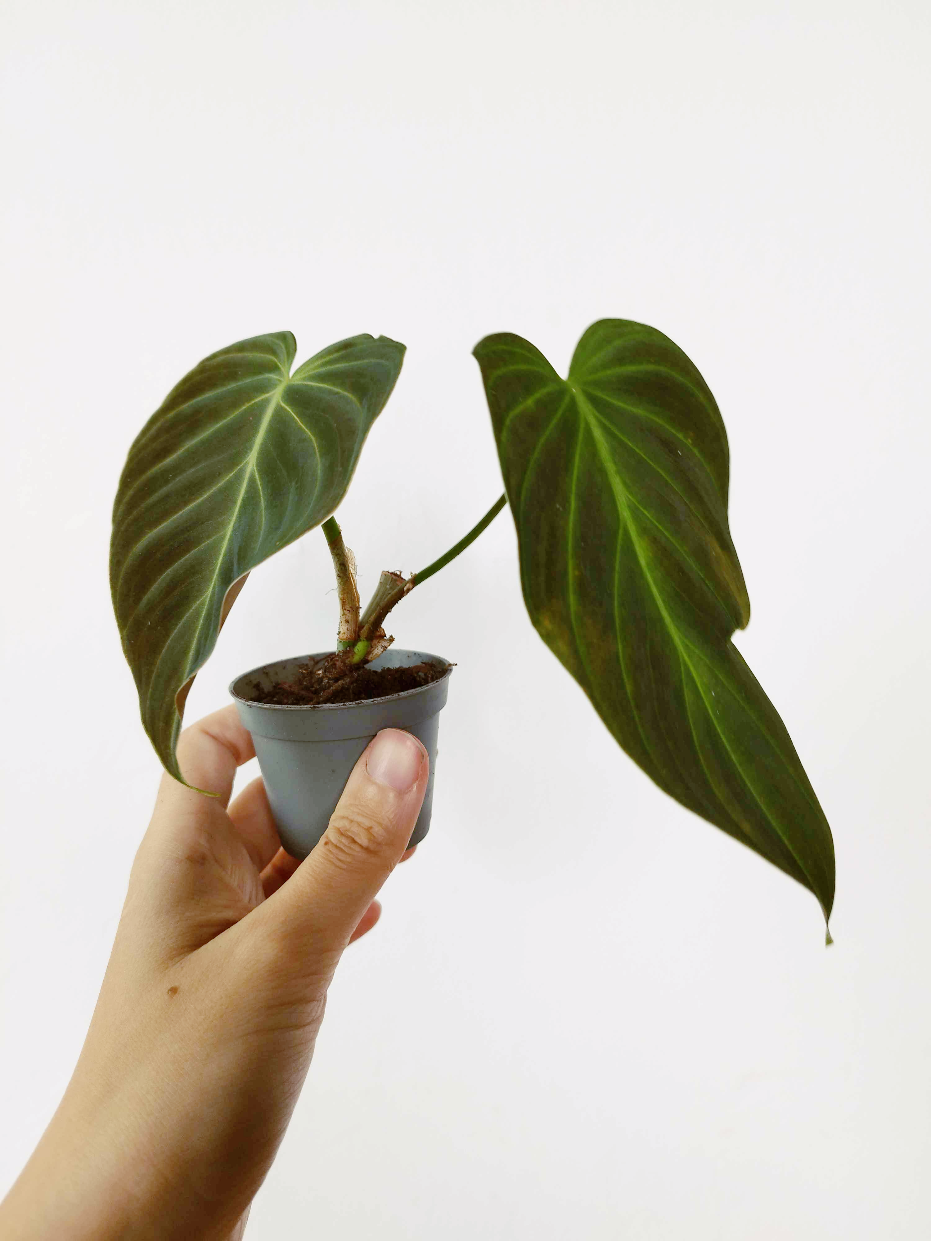 Philodendron Splendid