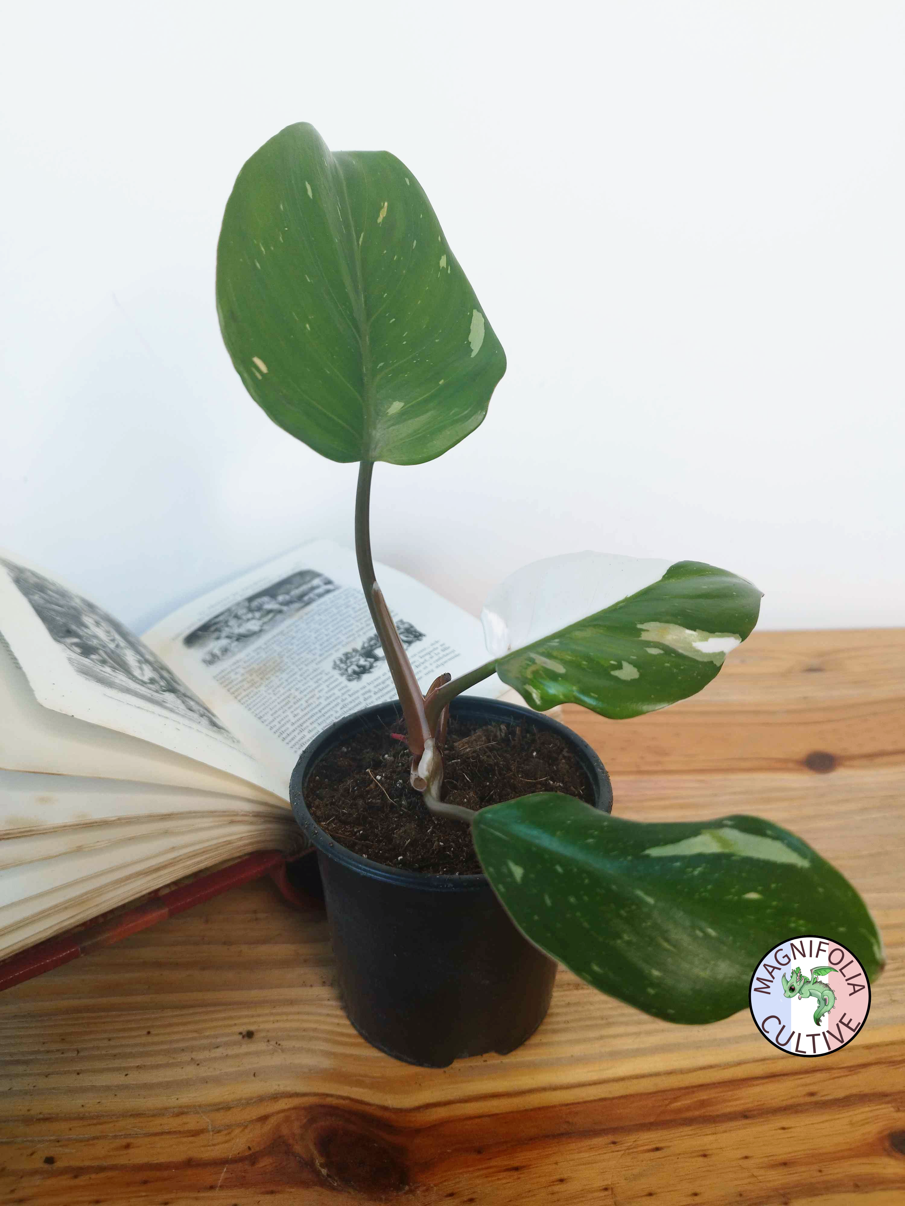 Philodendron 'White Knight'