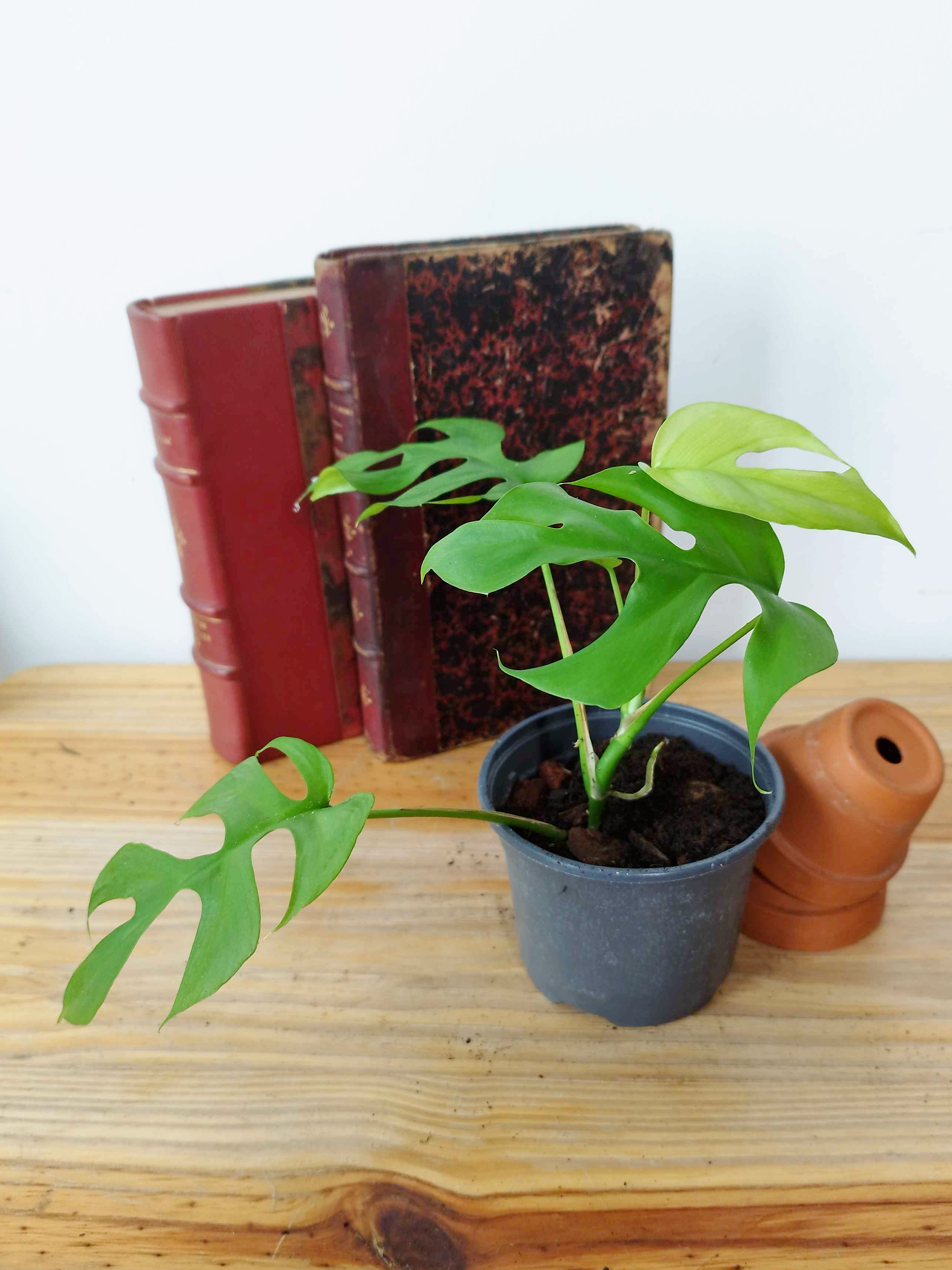 Rhaphidophora tetrasperma 'Goldrush'