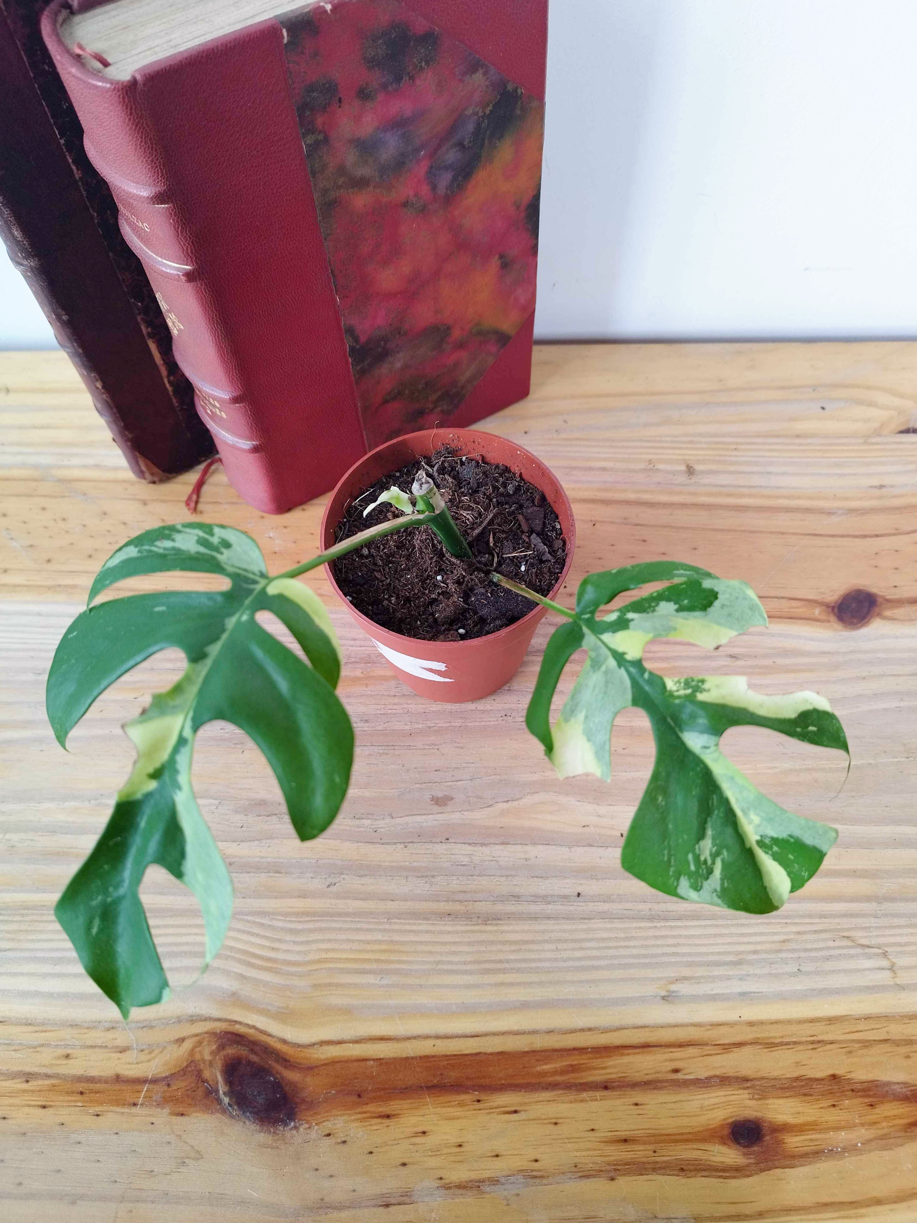 Rhaphidophora tetrasperma 'Variegata'
