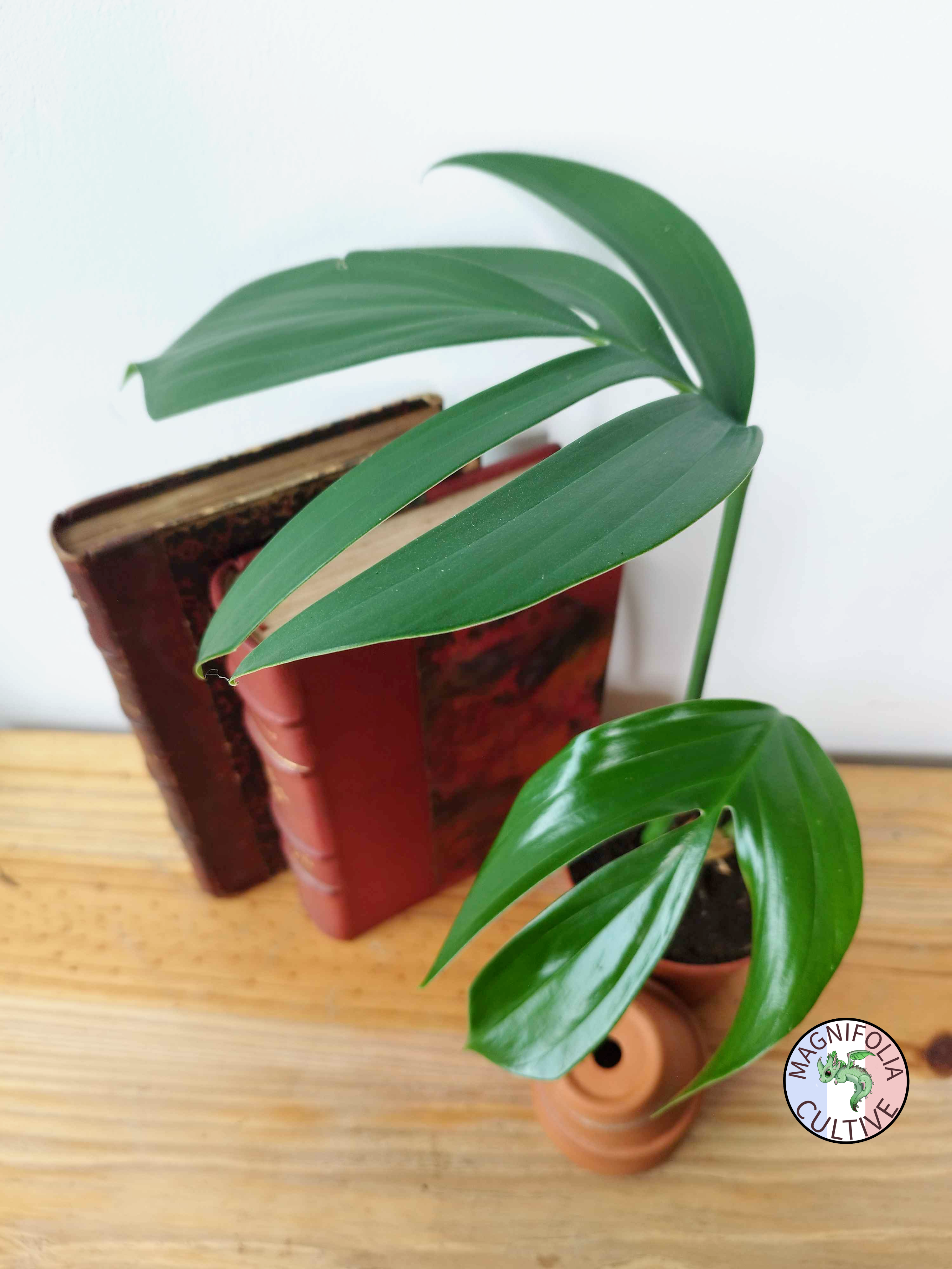 Rhaphidophora decursiva 'Dragon Tail'