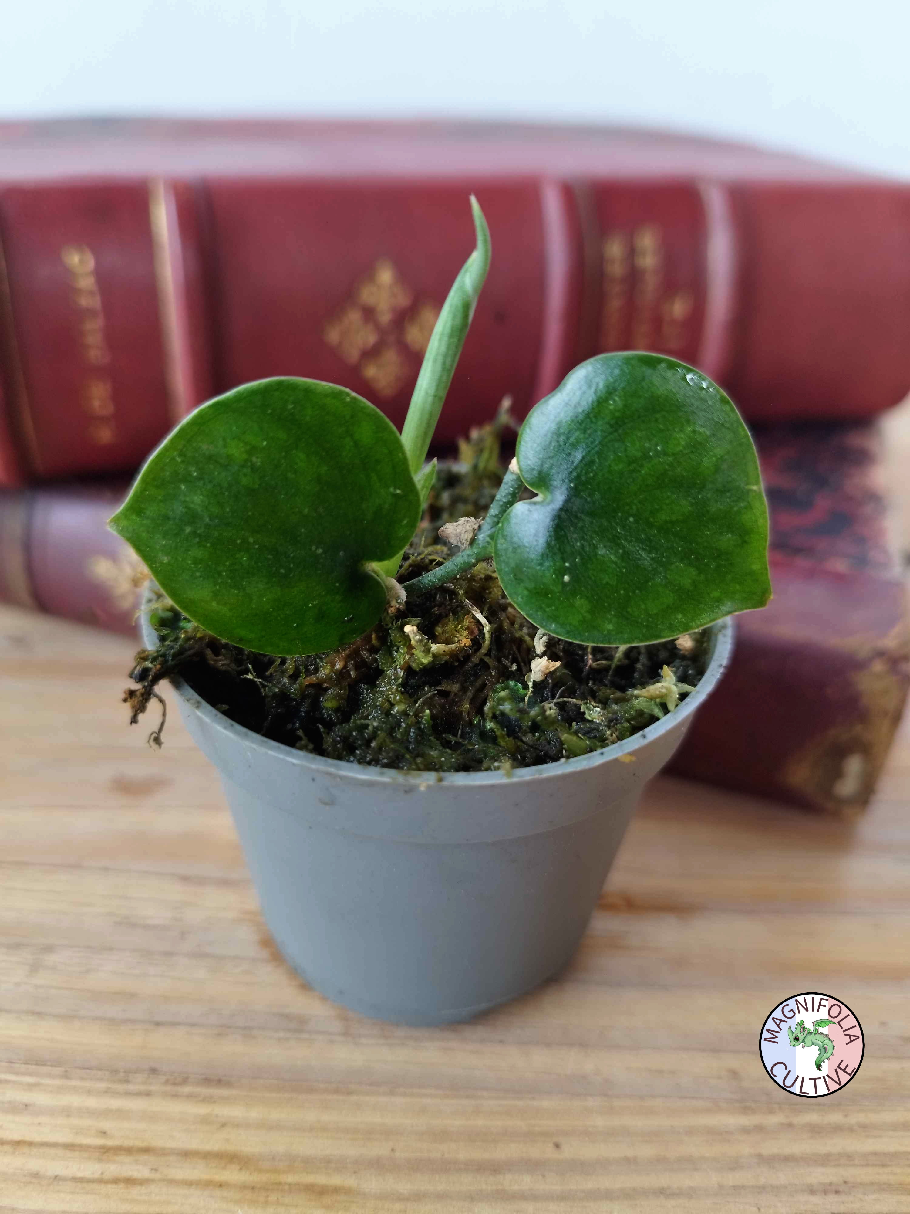 Scindapsus sp. 'Black Mamba'