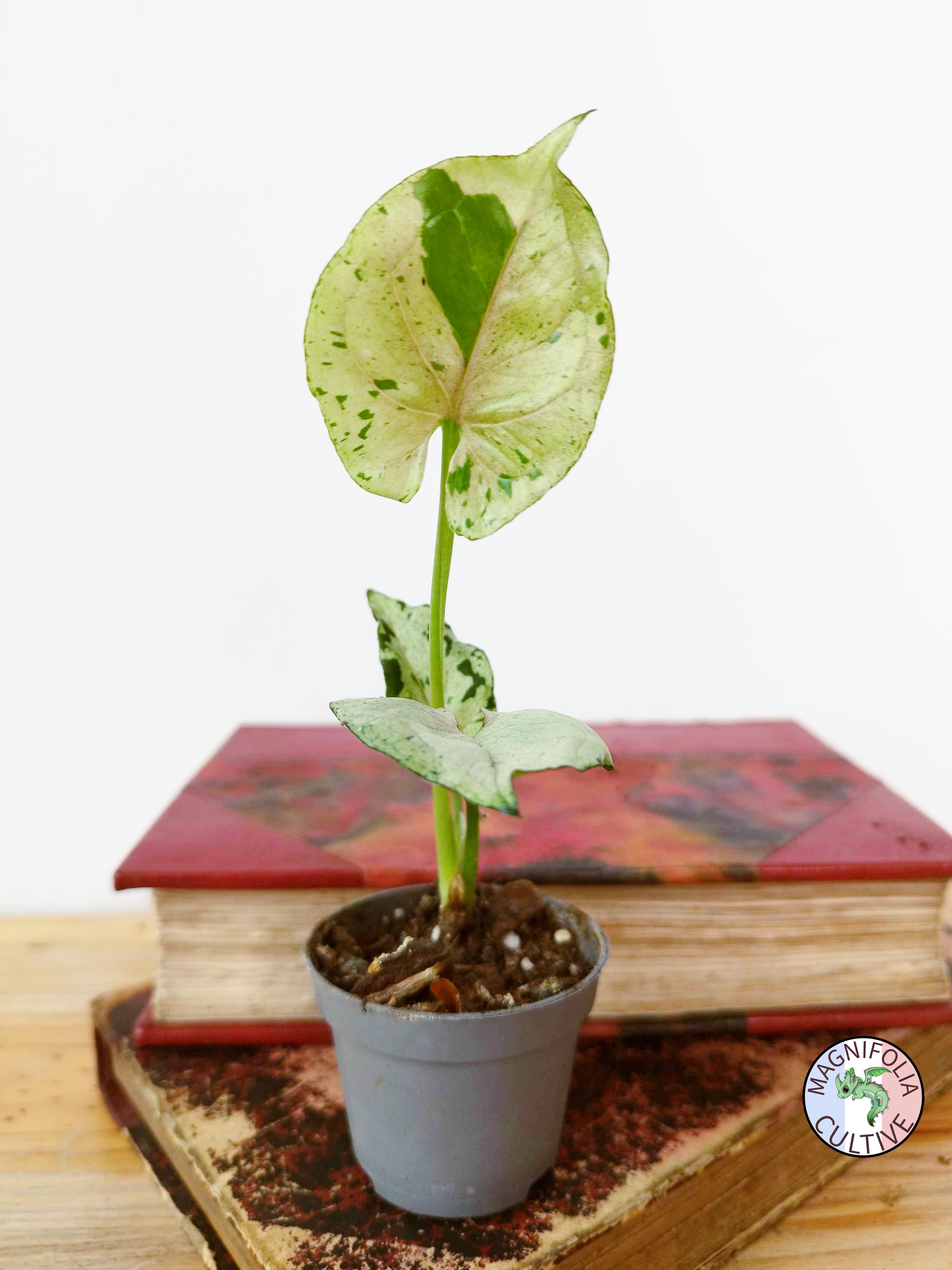 Syngonium podophyllum  'Grey Ghost'