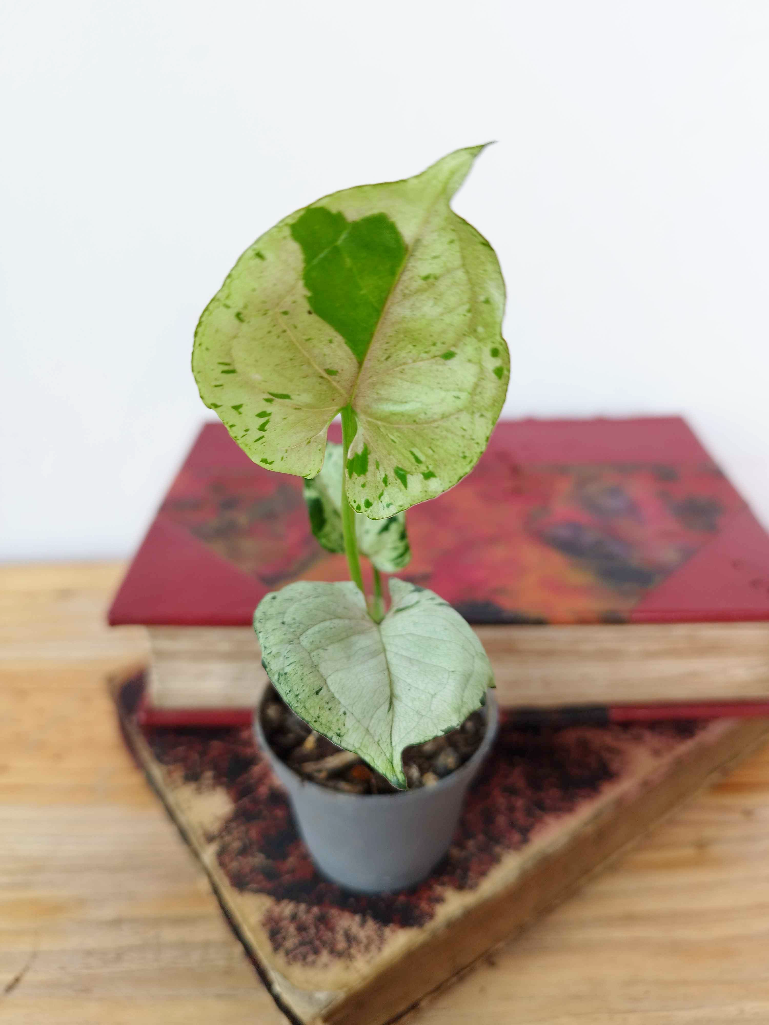 Syngonium podophyllum  'Grey Ghost'