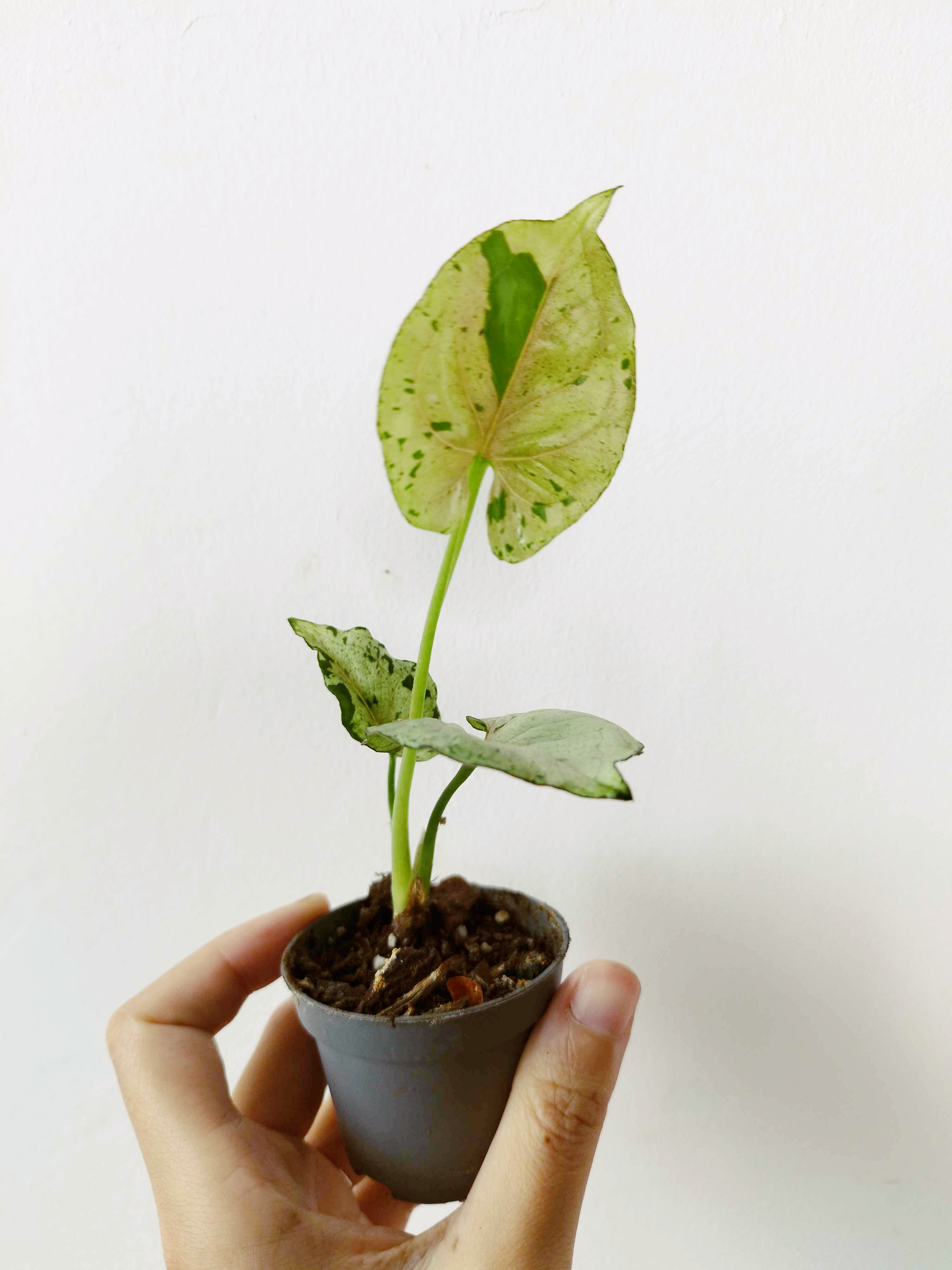 Syngonium podophyllum  'Grey Ghost'