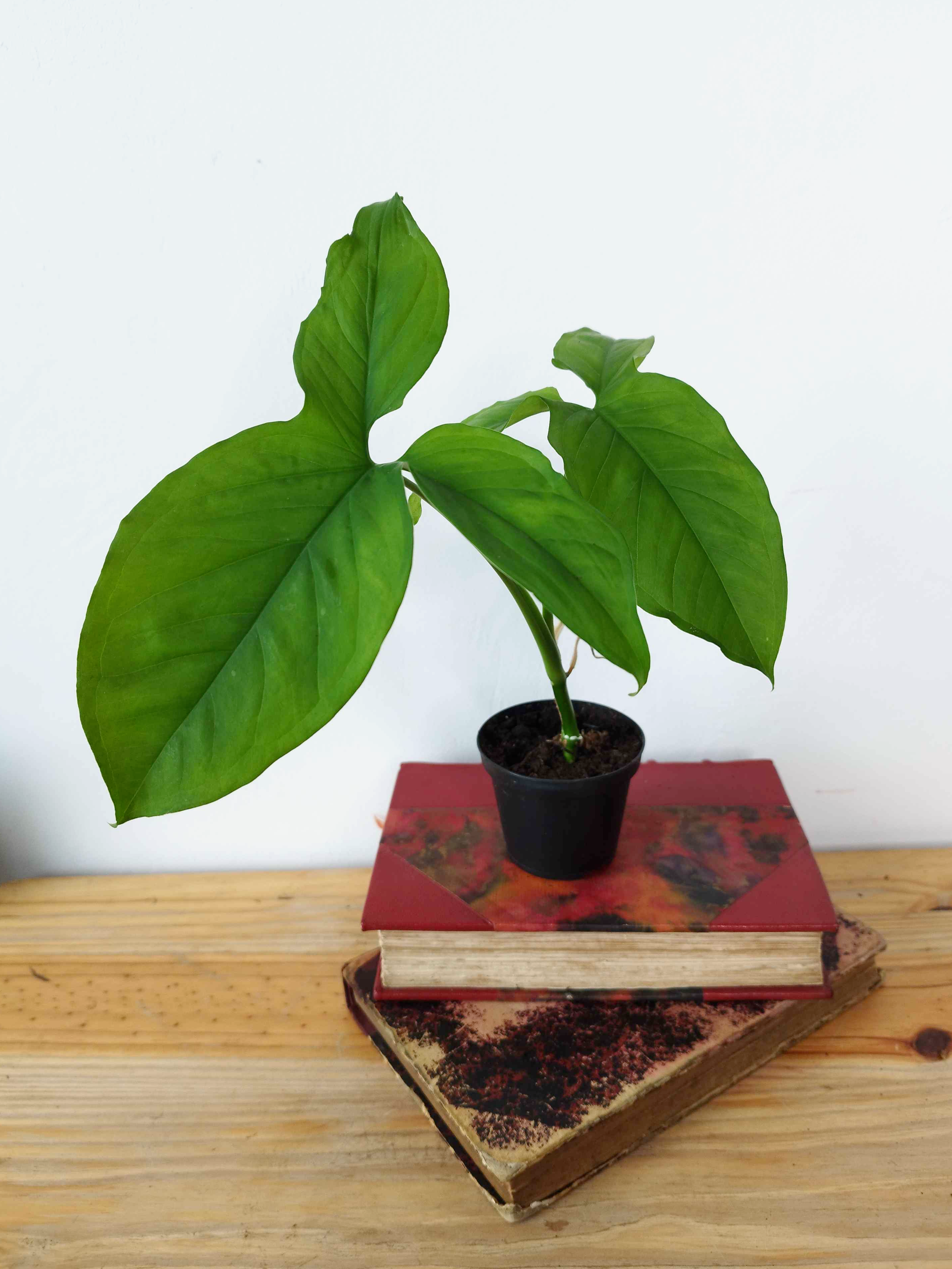 Syngonium podophyllum 'Three Leaf'