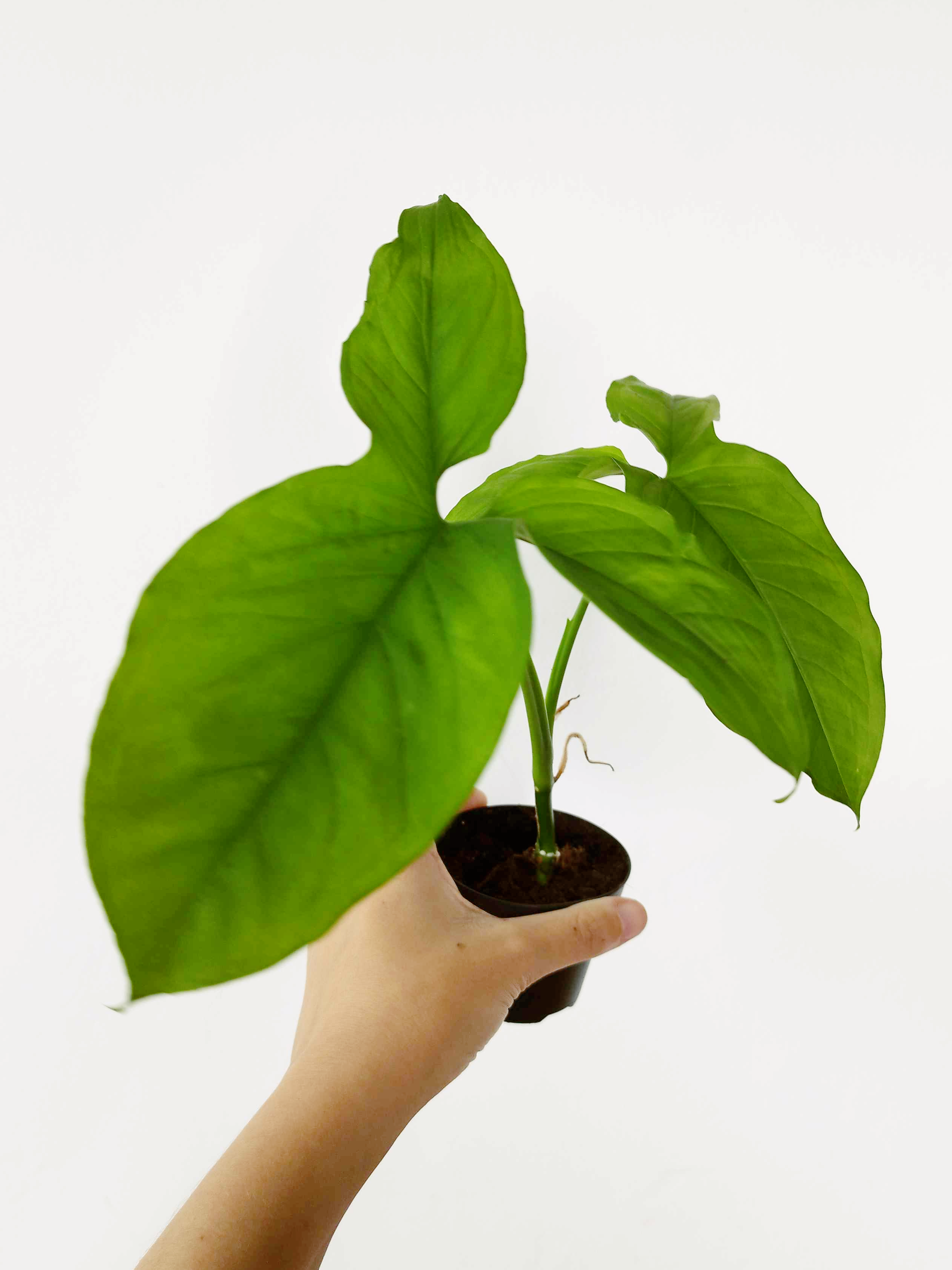 Syngonium podophyllum 'Three Leaf'