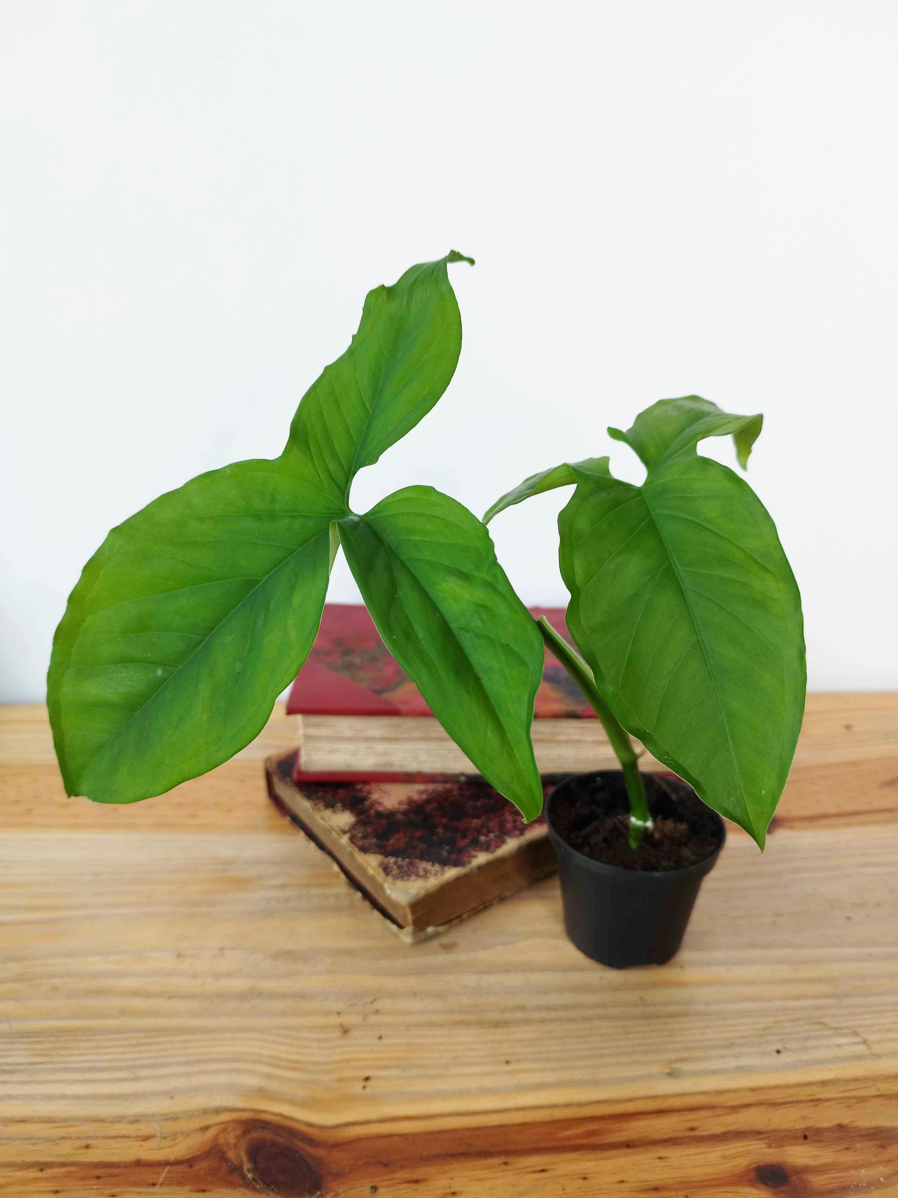 Syngonium podophyllum 'Three Leaf'