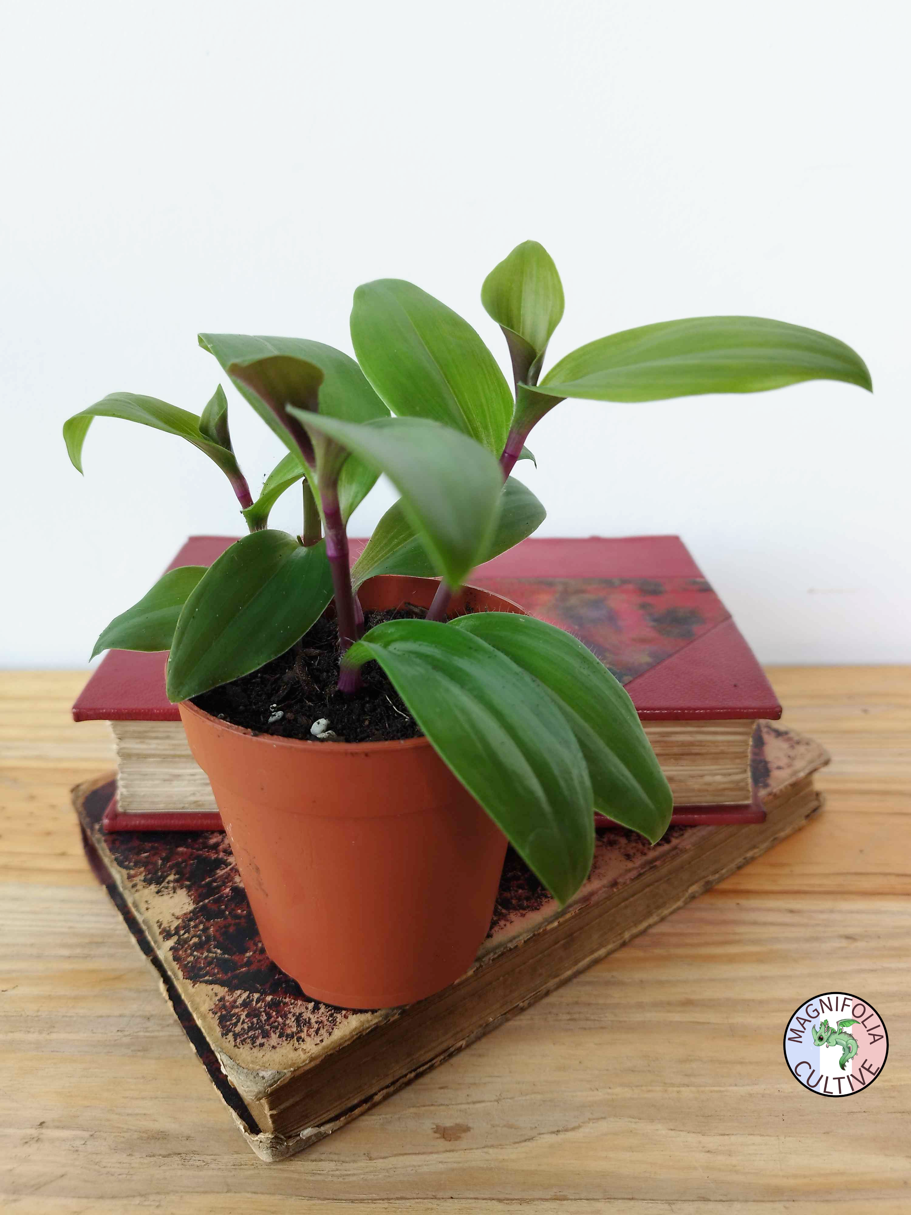 Tradescantia cerinthoides 'Red Hill'