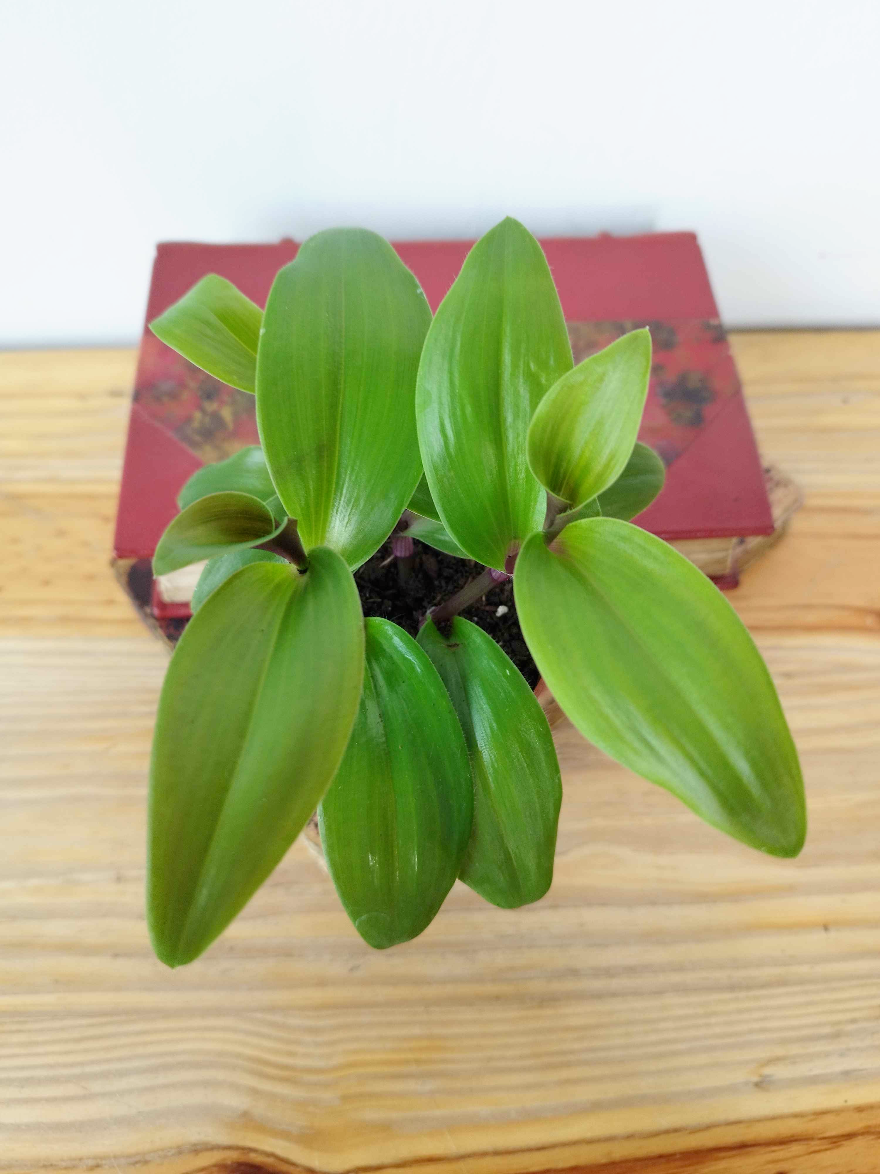 Tradescantia cerinthoides 'Red Hill'