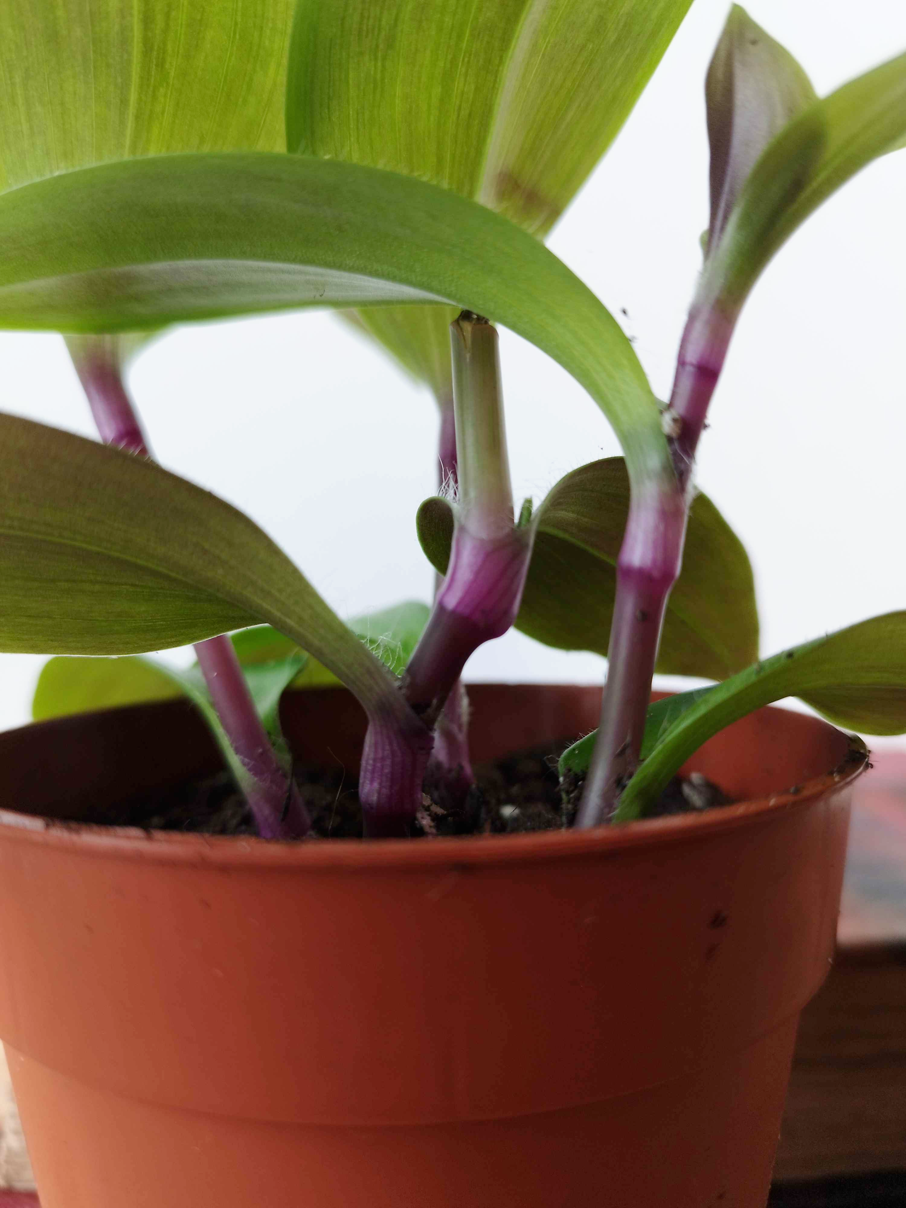 Tradescantia cerinthoides 'Red Hill'