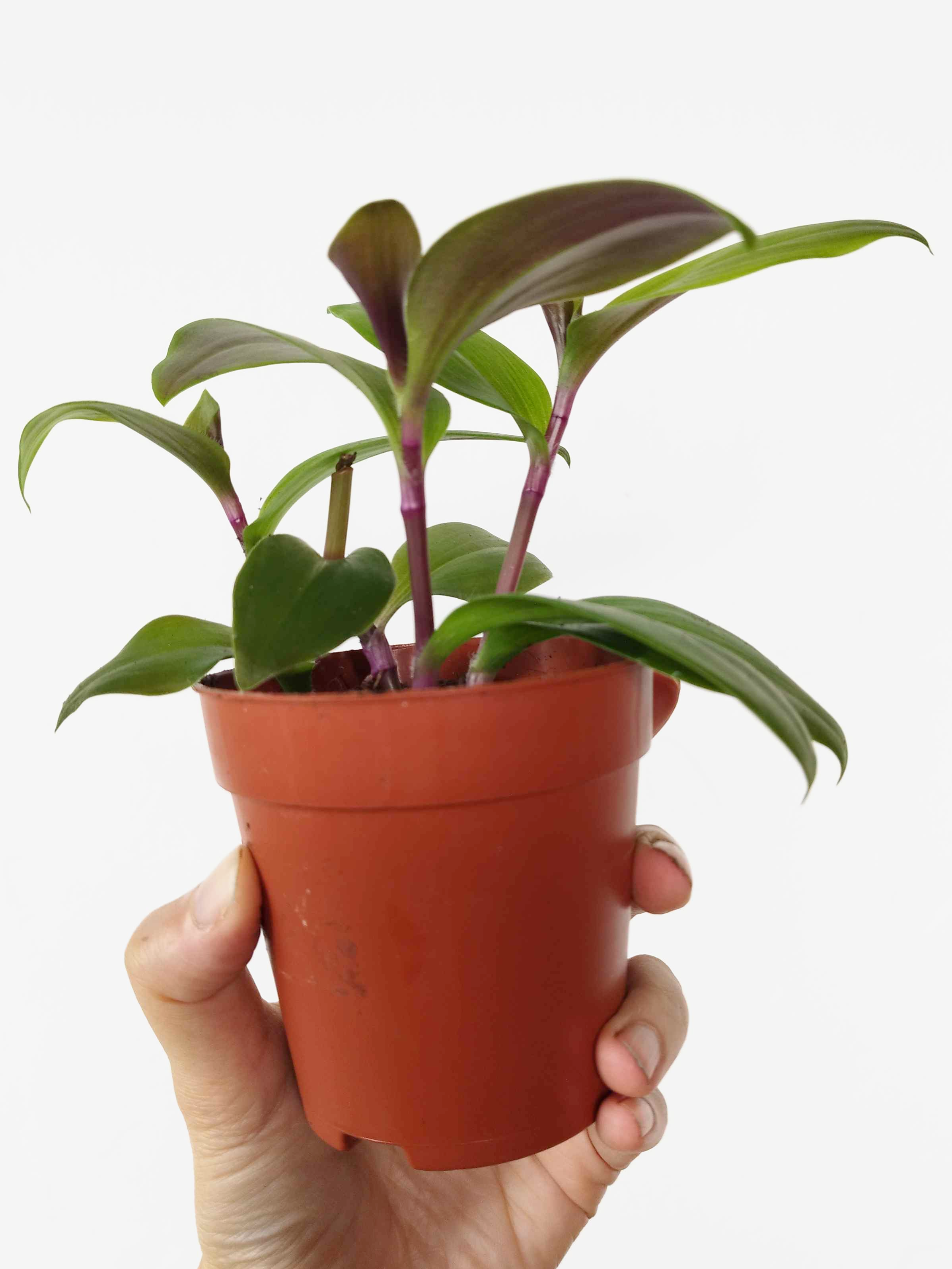 Tradescantia cerinthoides 'Red Hill'