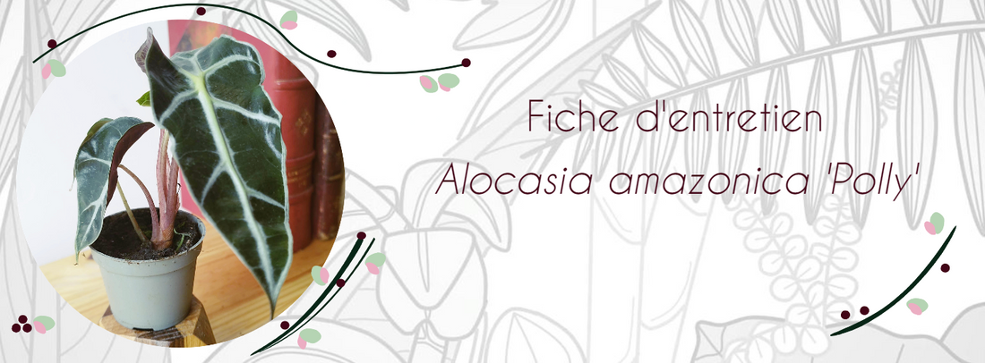Fiche d'entretien Alocasia amazonica "Polly"