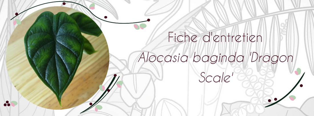 Fiche d'entretien Alocasia baginda "Dragon Scale"
