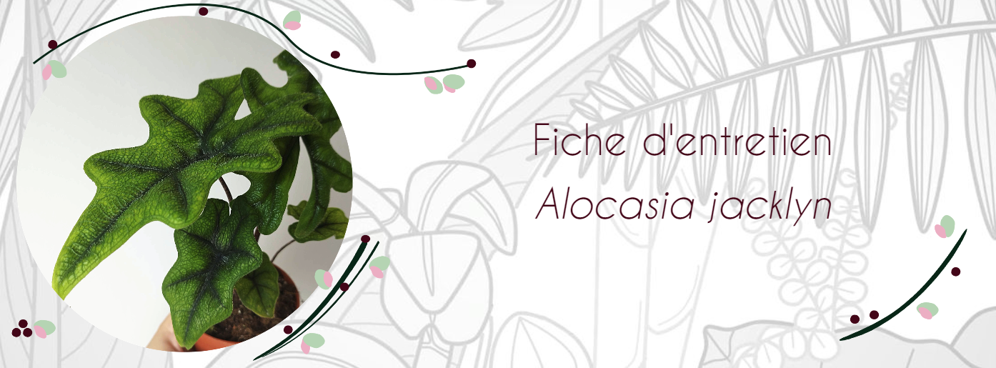 Fiche d'entretien Alocasia jacklyn