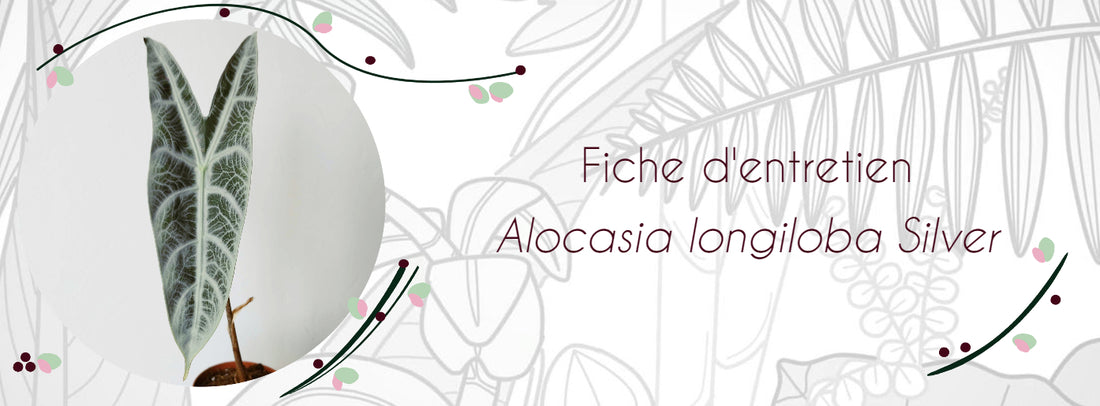 Alocasia longiloba Silver Fiche d'entetien