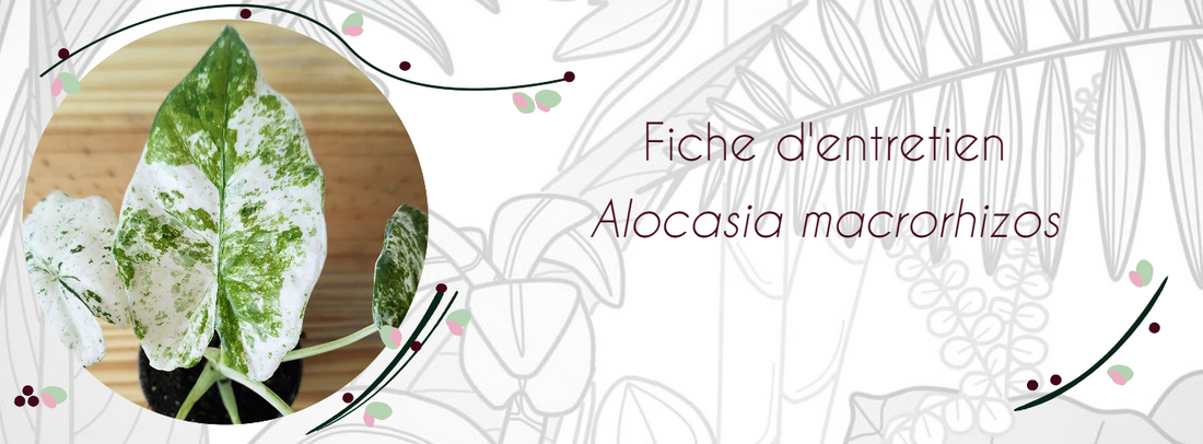 Fiche d'entretien Alocasia macrorrhizos