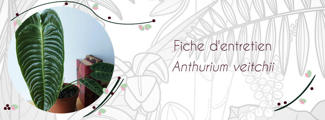 Fiche d'entretien Anthurium veitchii