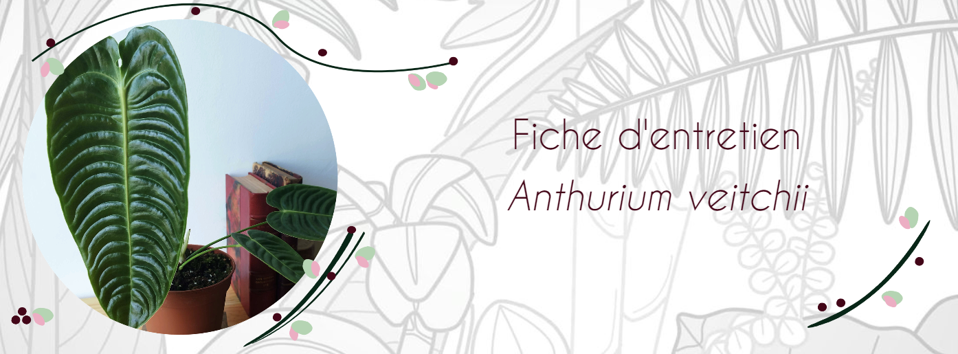 Fiche d'entretien Anthurium veitchii