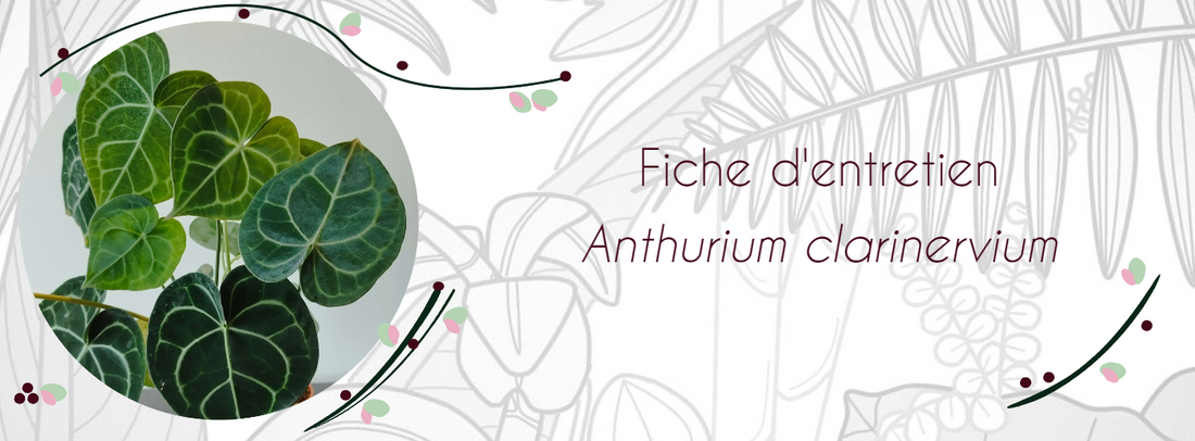 Fiche d'entretien Anthurium clarinervium