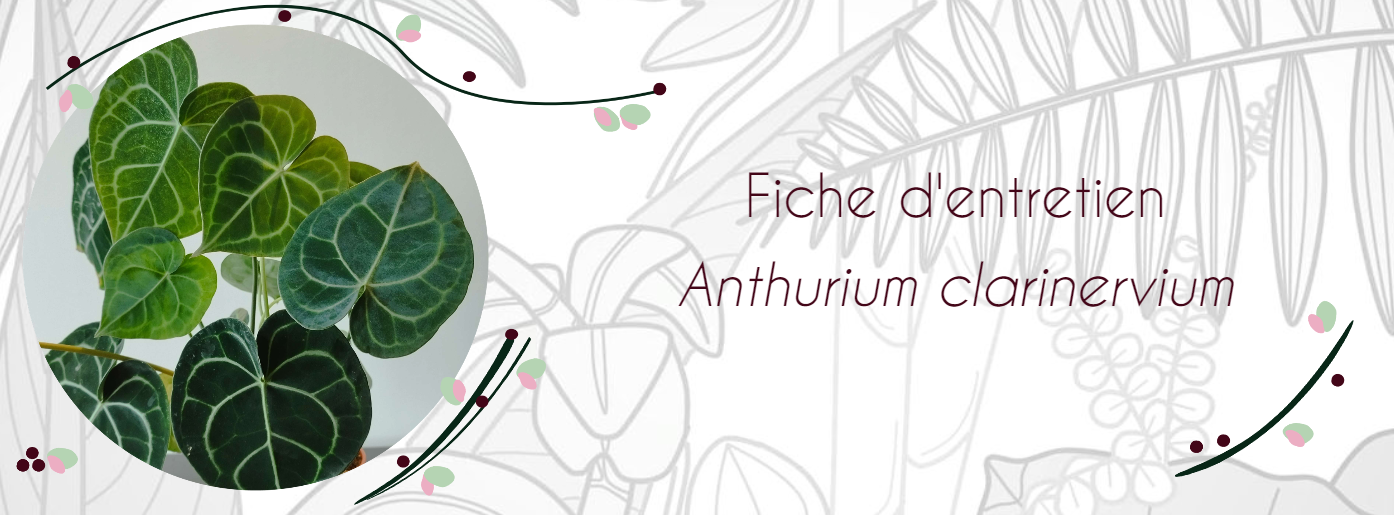 Fiche d'entretien Anthurium clarinervium