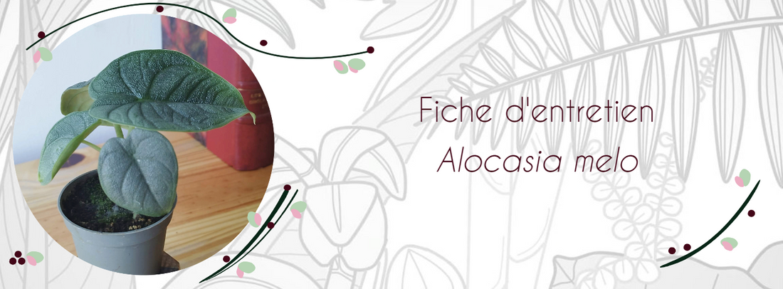 Fiche d'entretien Alocasia melo