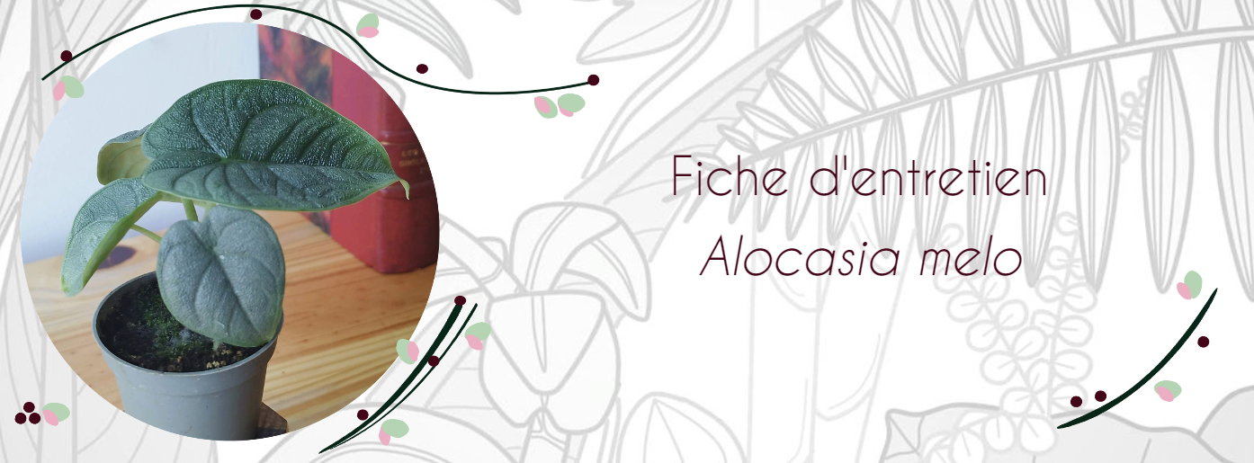 Fiche d'entretien Alocasia melo