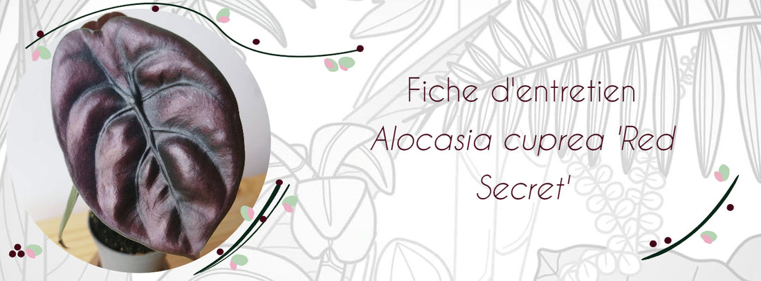 Fiche d'entretien Alocasia cuprea