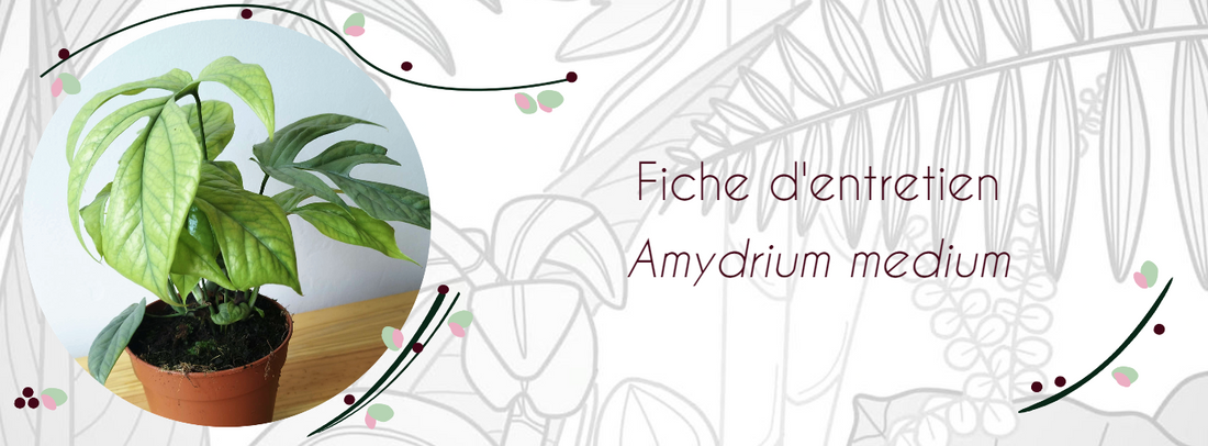 Fiche d'entretien Amydrium medium silver
